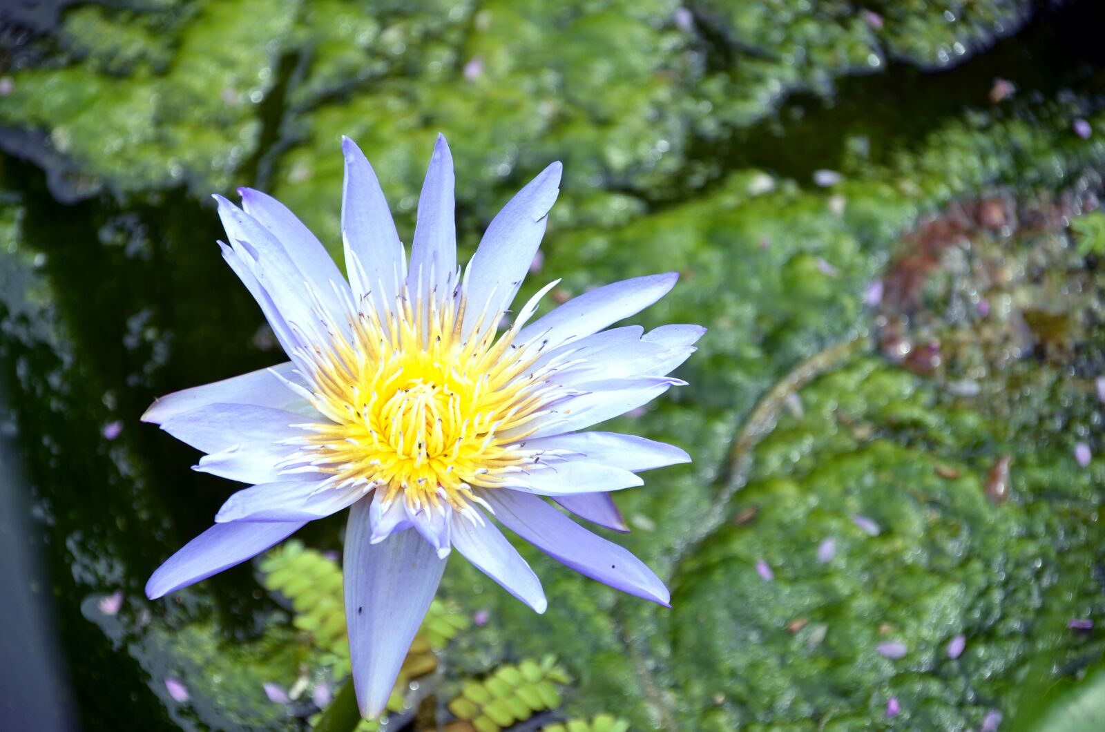 Nikon D7000 sample photo. Lotus, flowers, semi circle photography