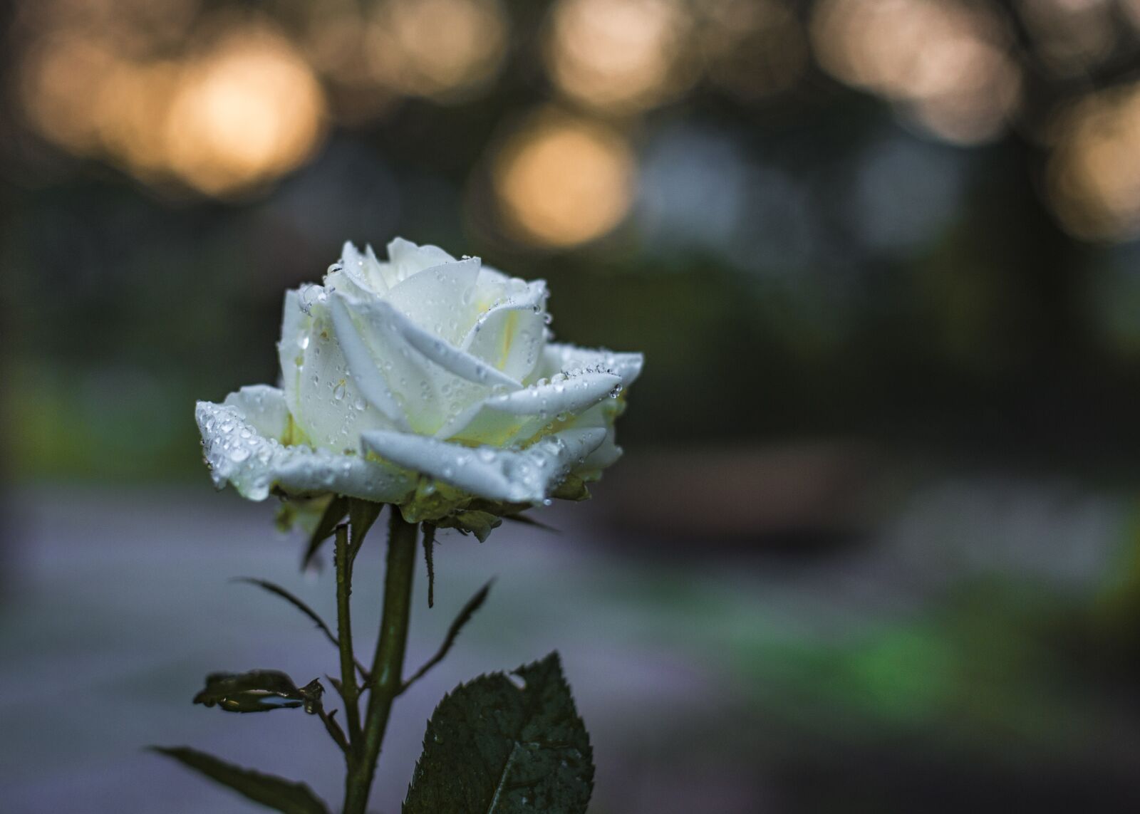 Canon EOS 6D + Canon EF 50mm F1.4 USM sample photo. Rose, white, tender rose photography
