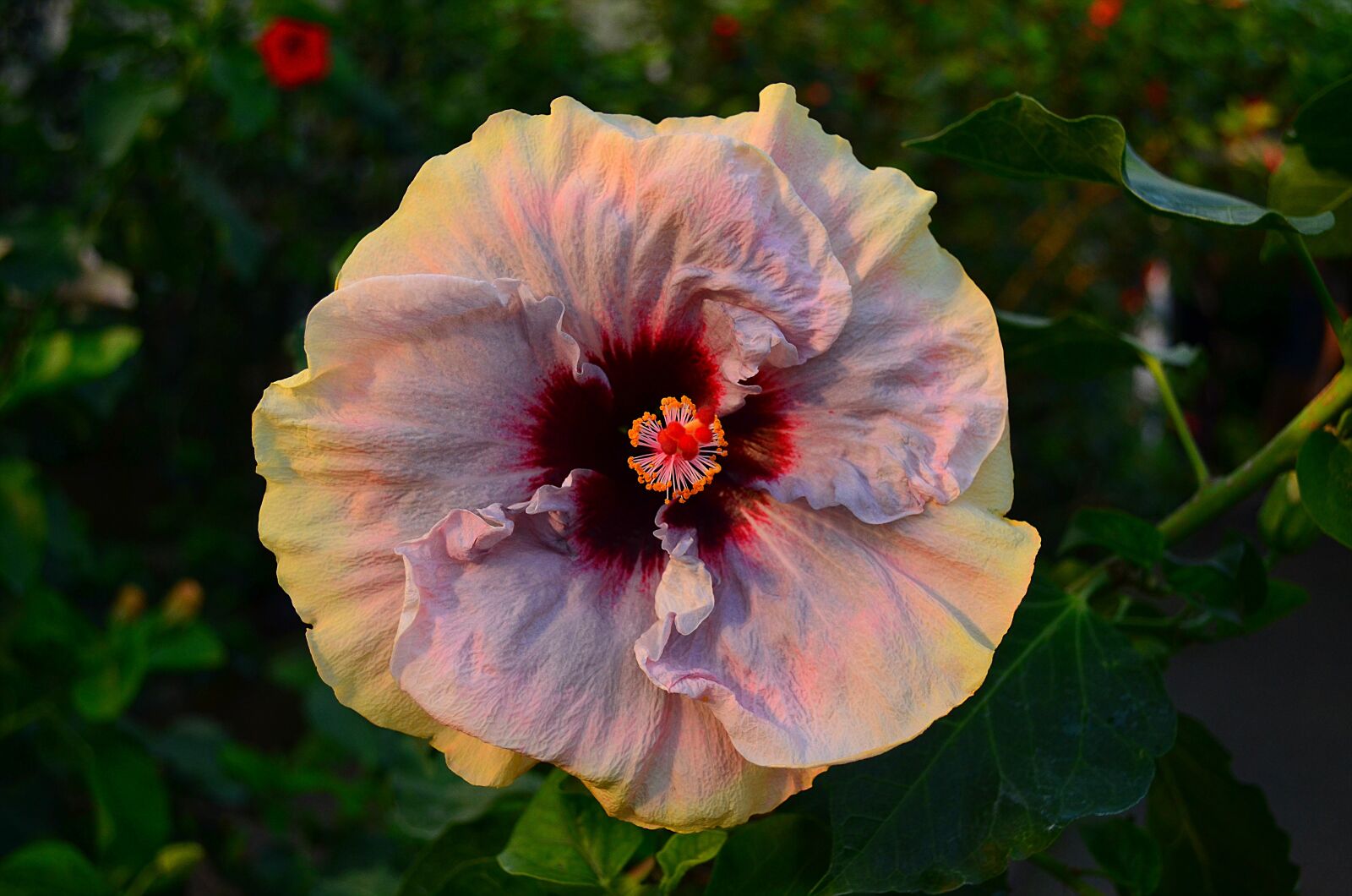 Nikon D5100 sample photo. Flower, plant, blossom photography
