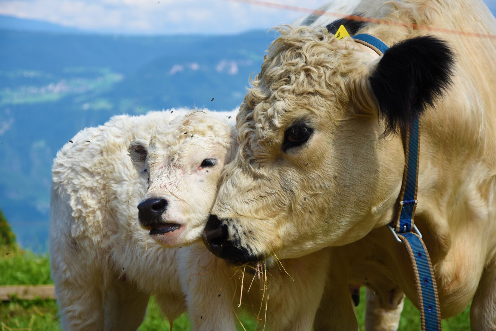 Nikon D7200 sample photo. Calf, dam, graze photography