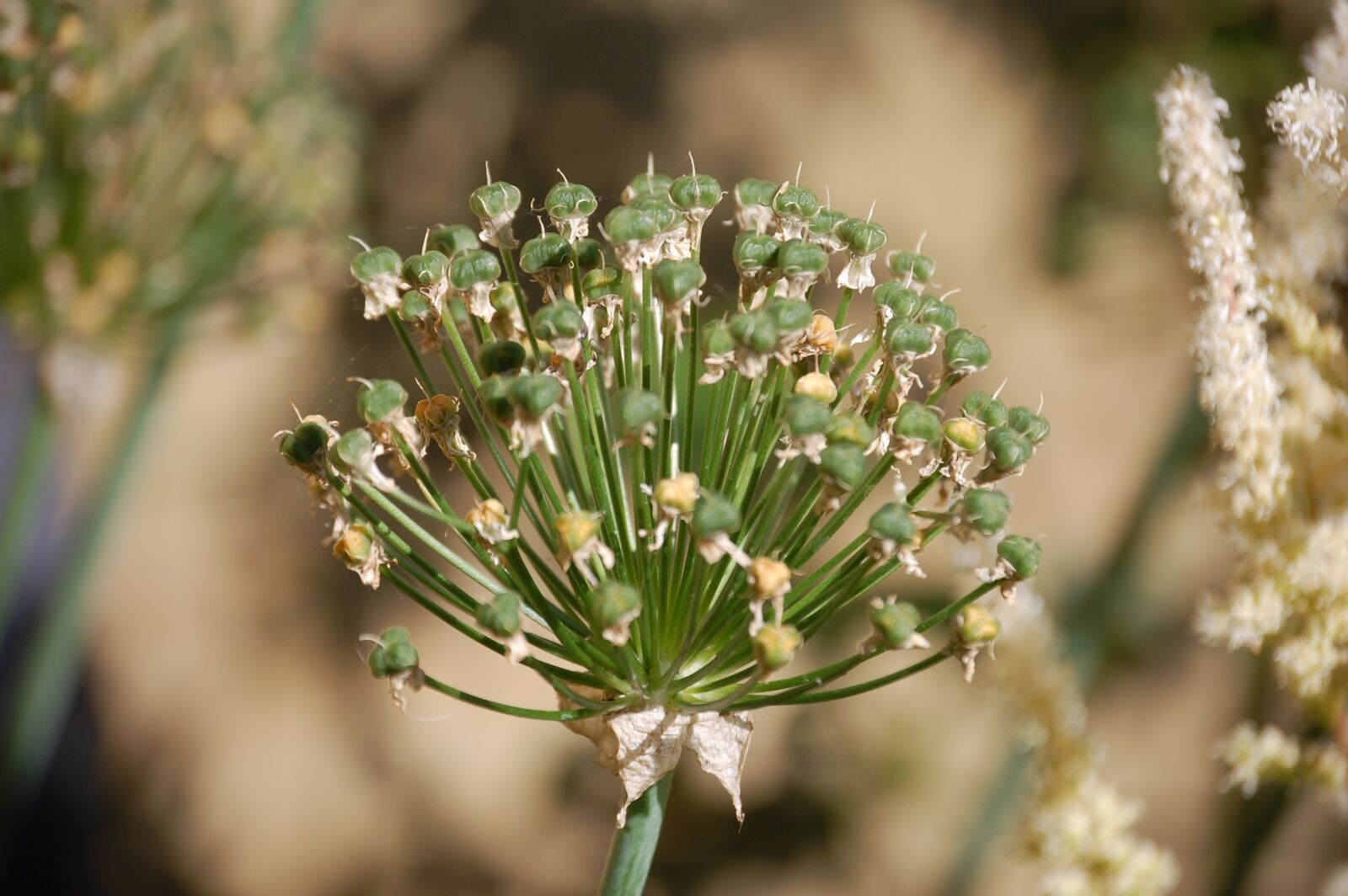 Nikon D40 sample photo. Nature, ui, plant photography