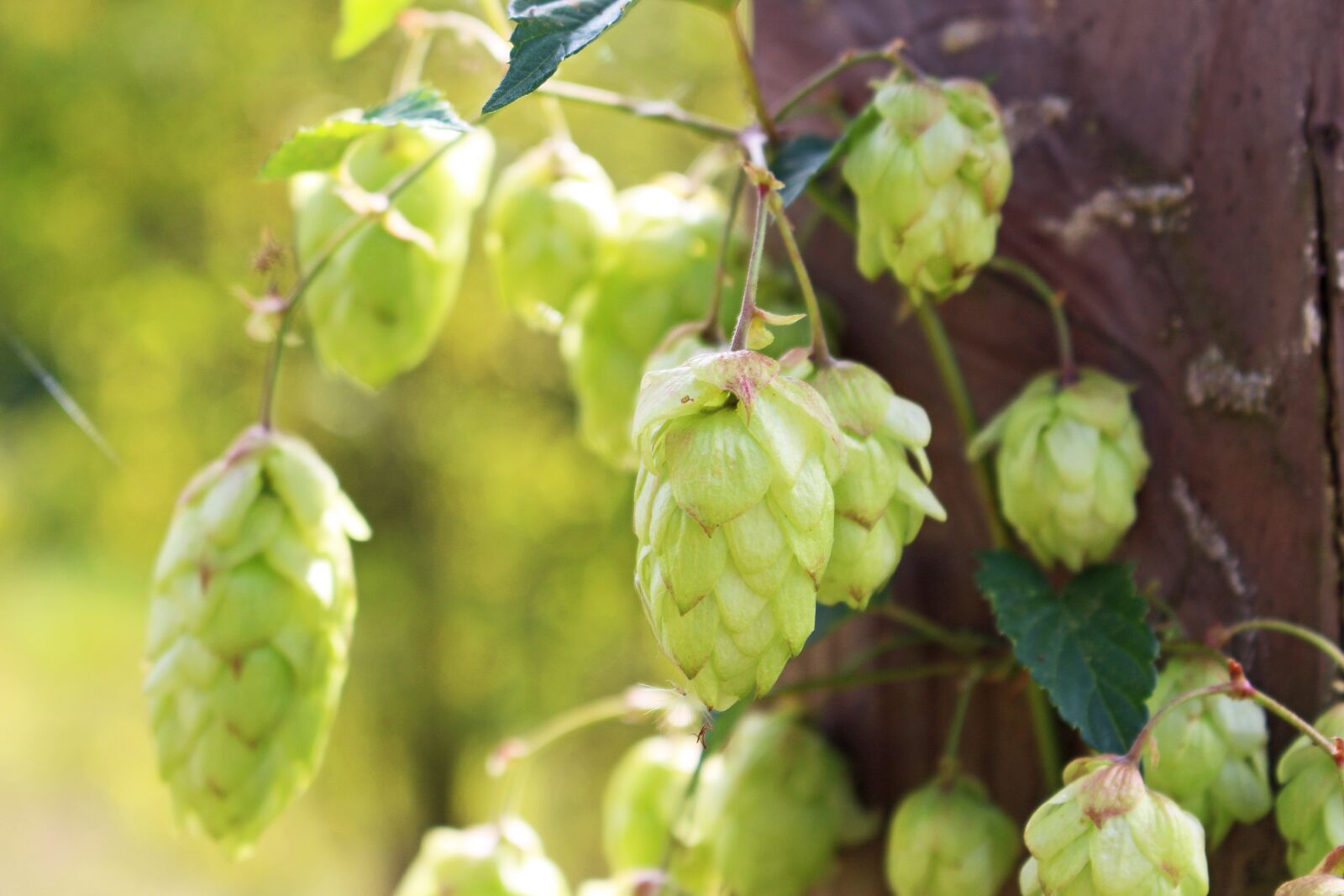 Canon EOS 700D (EOS Rebel T5i / EOS Kiss X7i) sample photo. Hops, hemp plant, medicinal photography