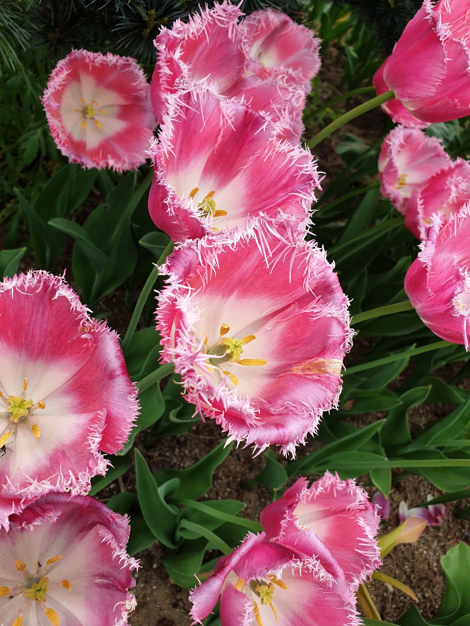 Samsung Galaxy Note9 sample photo. Tulip, spring, beauty photography