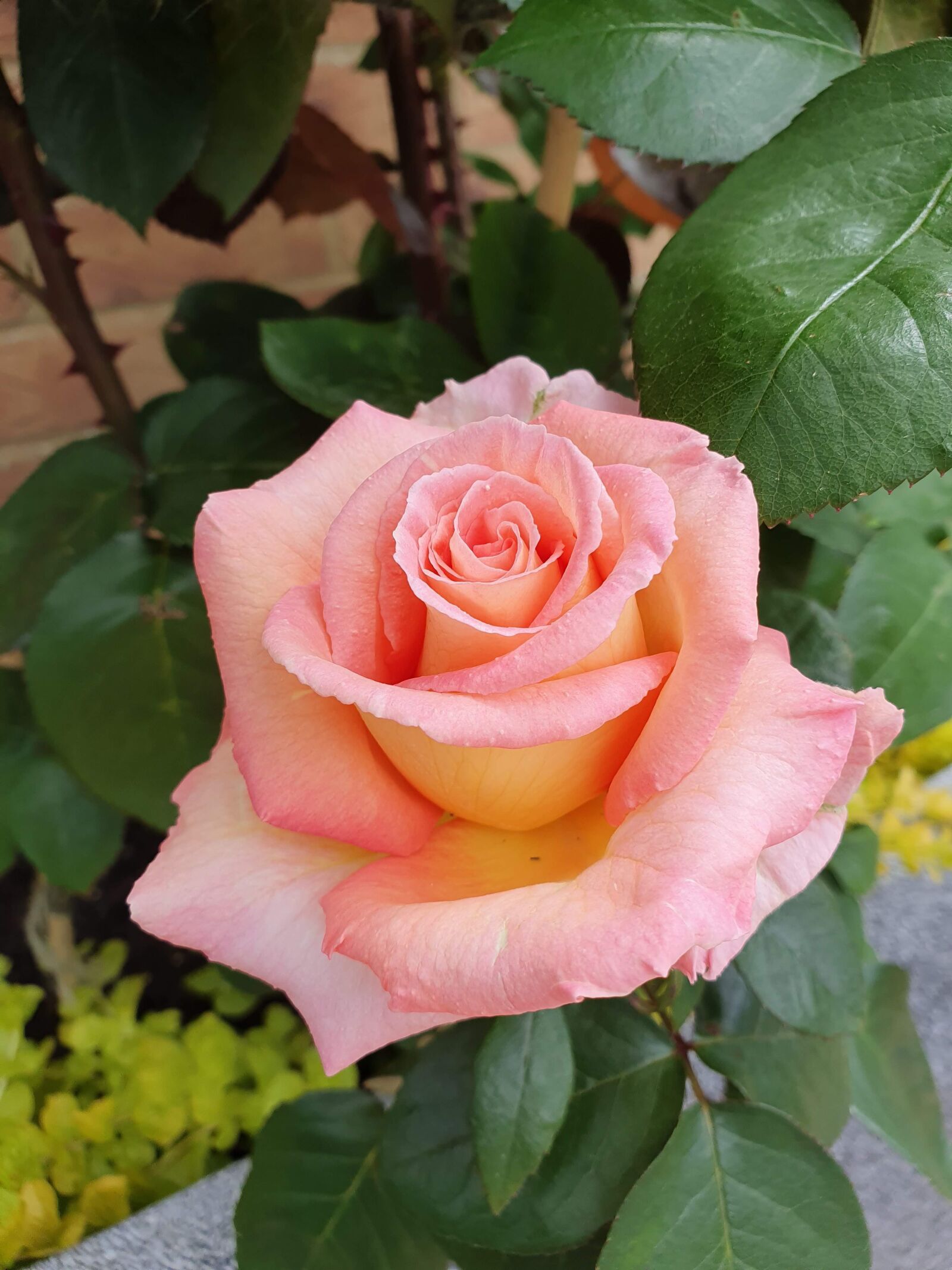 Samsung Galaxy S10+ sample photo. Flower, rose, romantic photography