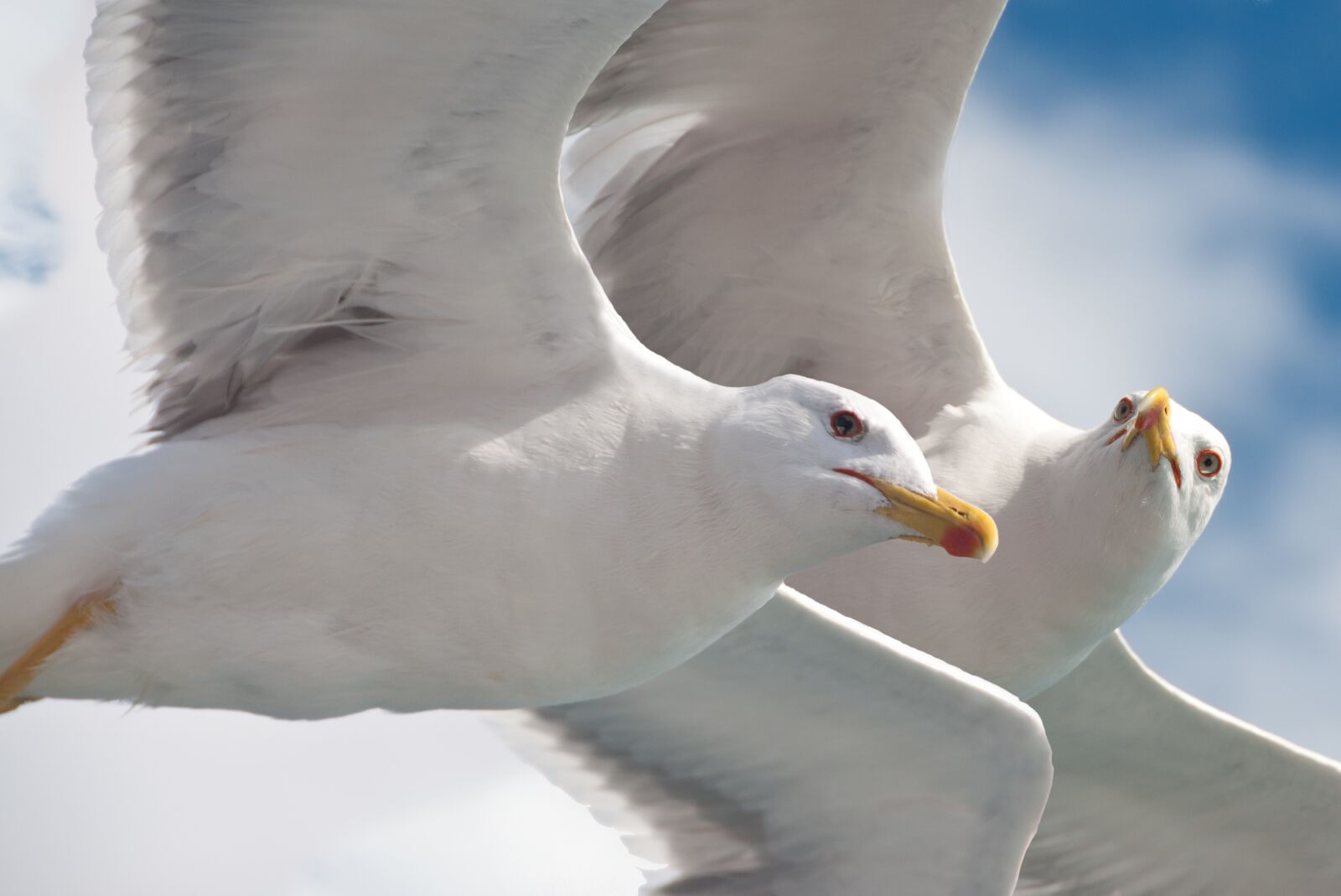 Nikon D90 sample photo. Gulls, birds, animal photography