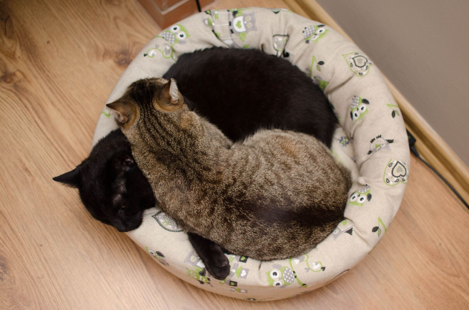 Nikon D7000 sample photo. Cats, cat, love photography