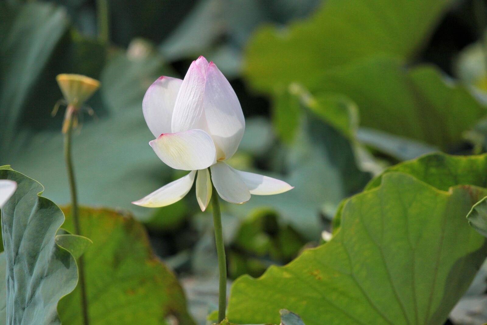 Canon EOS 500D (EOS Rebel T1i / EOS Kiss X3) sample photo. Flowering, lotus, aquatic plants photography