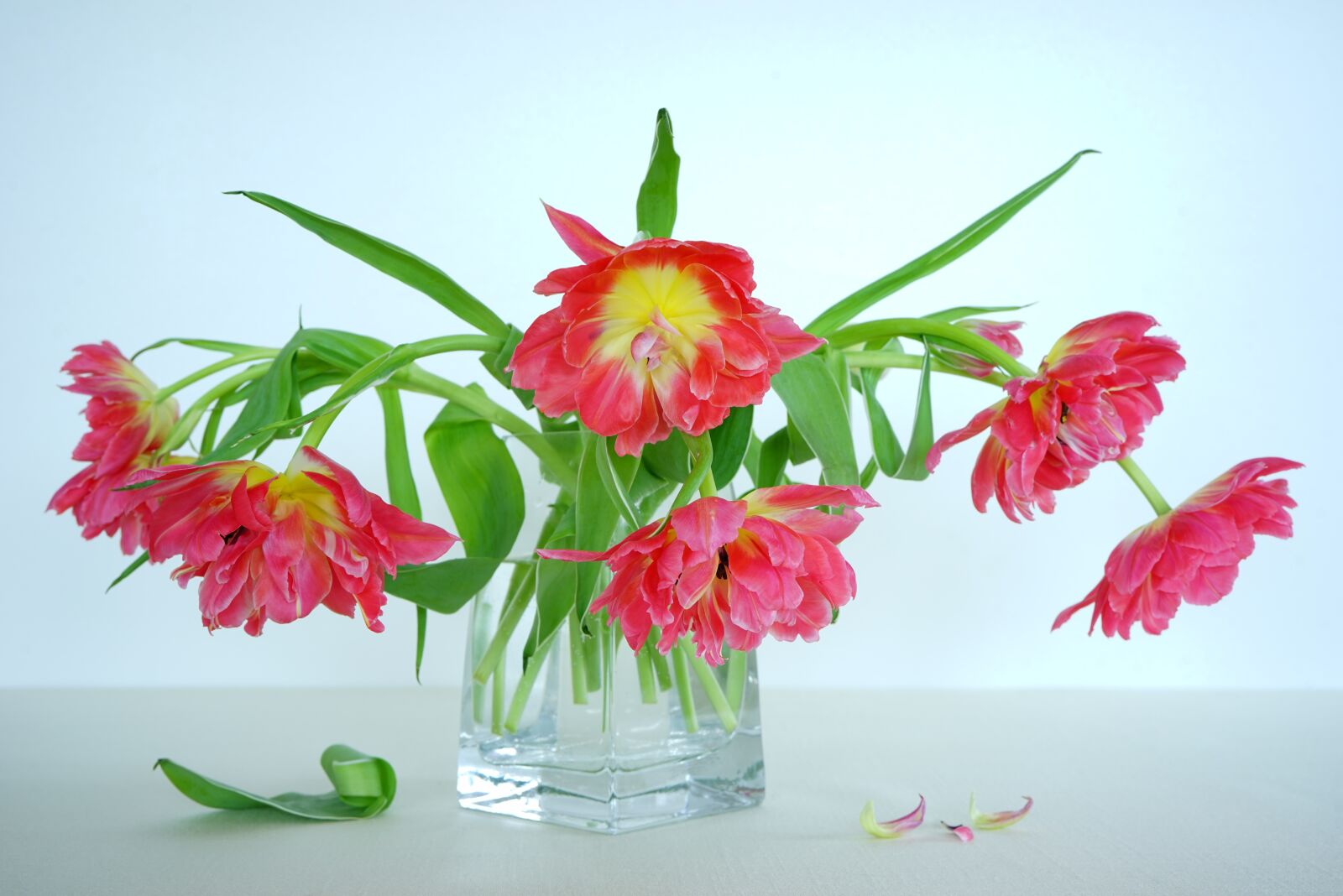 Sony a7R sample photo. Still life, tulips red photography