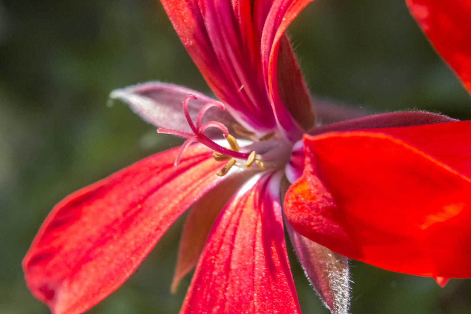 Canon EOS 600D (Rebel EOS T3i / EOS Kiss X5) sample photo. Red, plant, flower photography