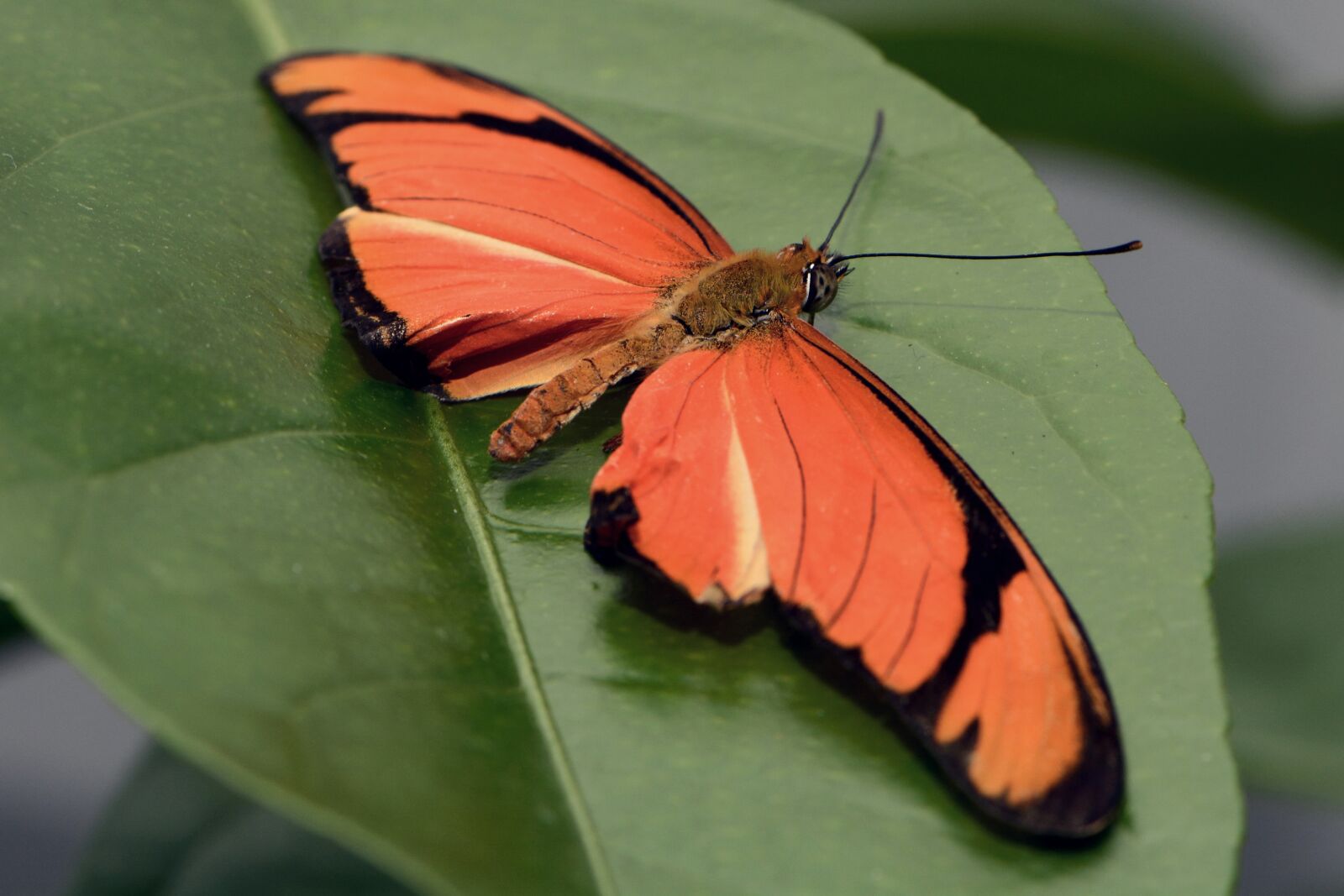 Nikon D7100 sample photo. Butterfly, insect, wing photography