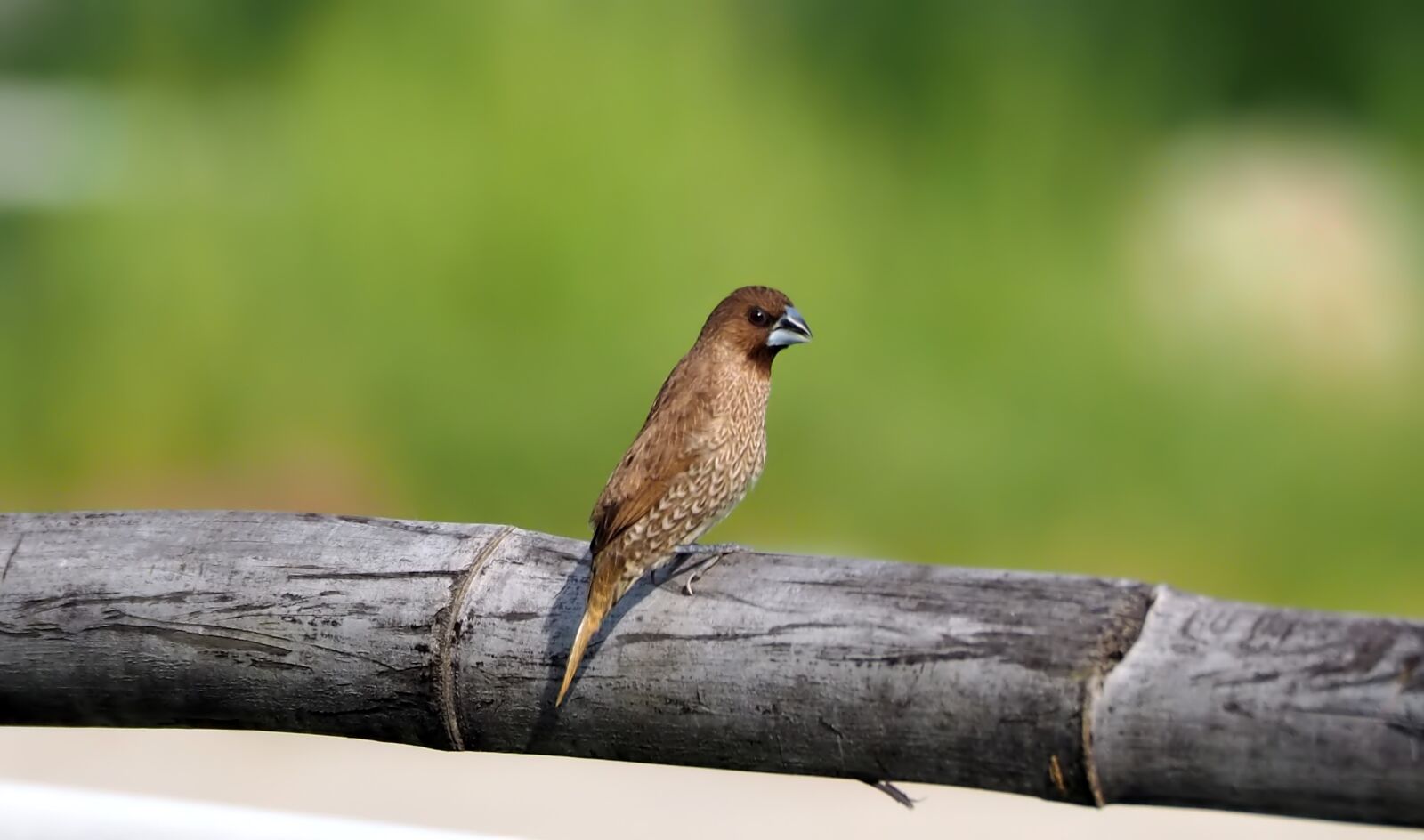 Olympus M.Zuiko ED 75-300mm F4.8-6.7 II sample photo. Perched bird, munia, outdoor photography