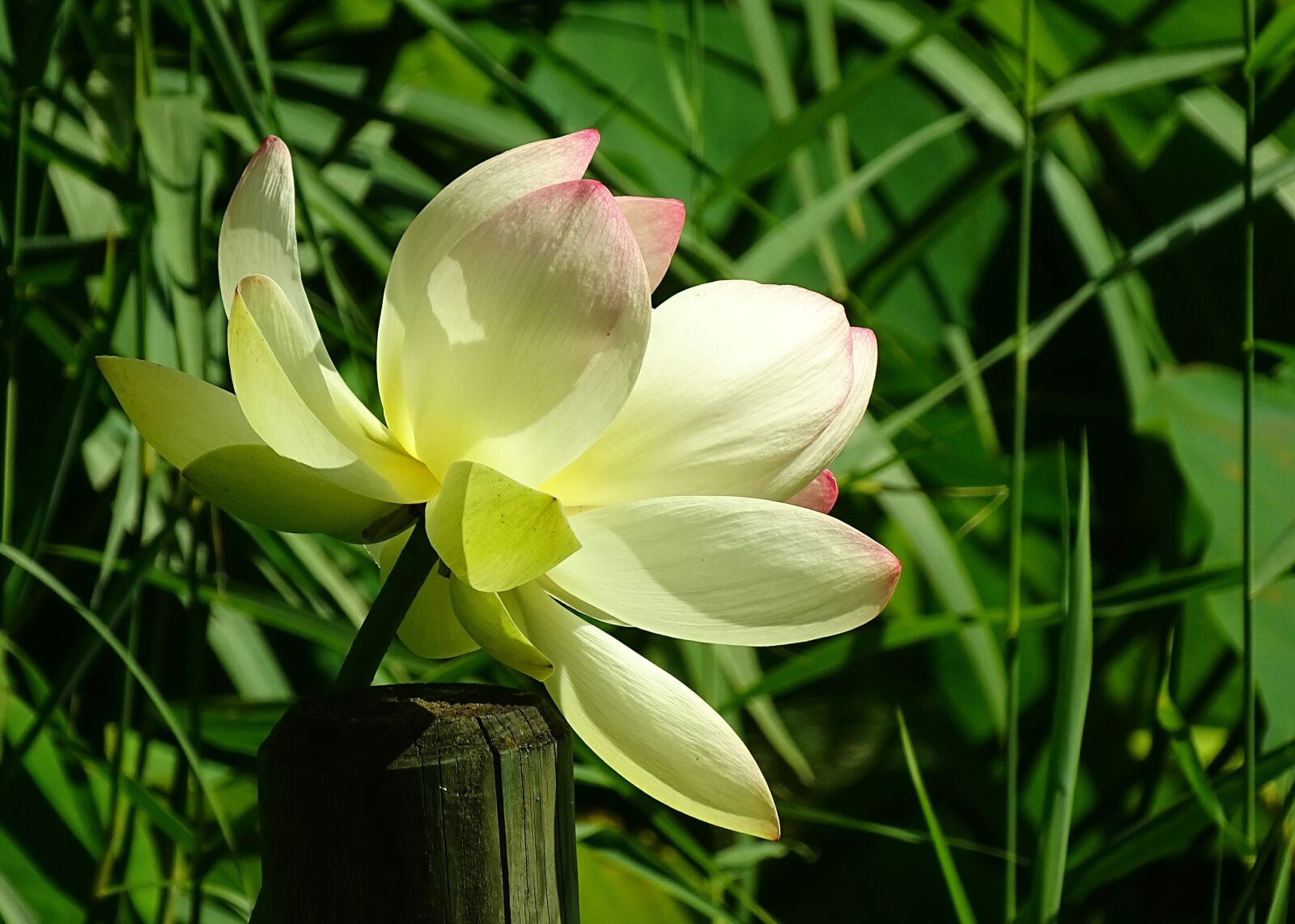 Sony Cyber-shot DSC-HX400V sample photo. Flower, lotus, lotus blossom photography