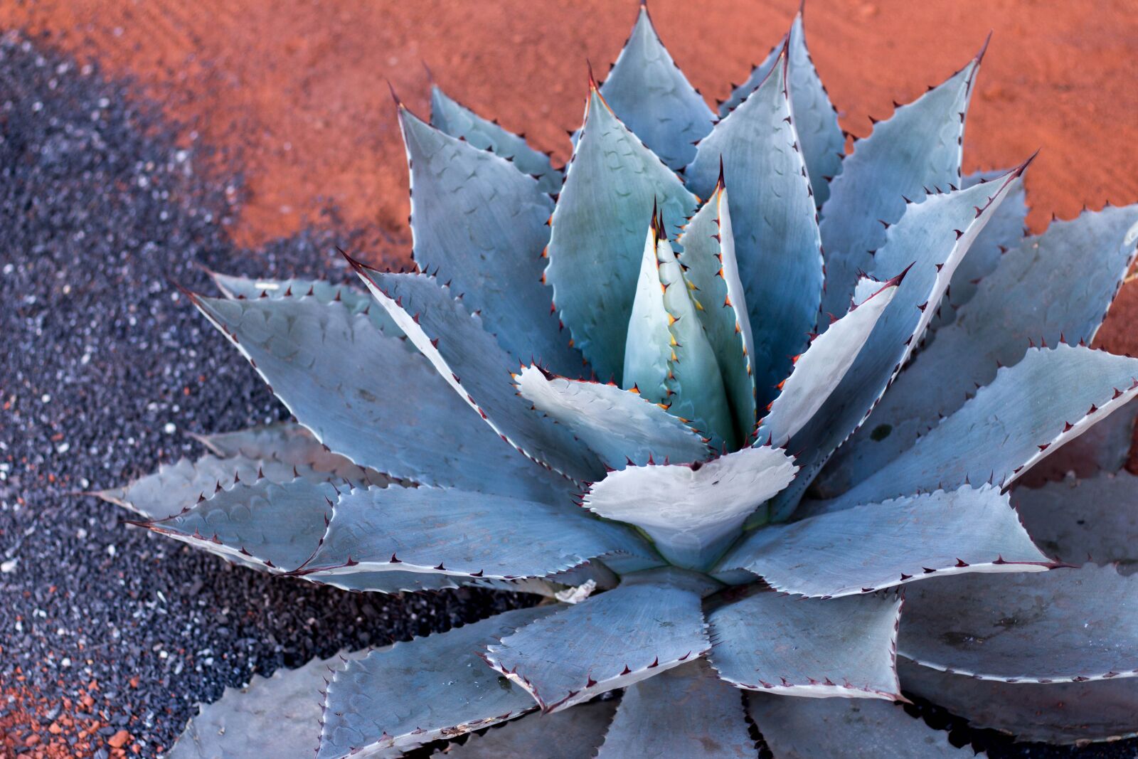 Canon EOS 650D (EOS Rebel T4i / EOS Kiss X6i) + Canon EF 50mm F1.8 STM sample photo. Agave, plant, cactus photography