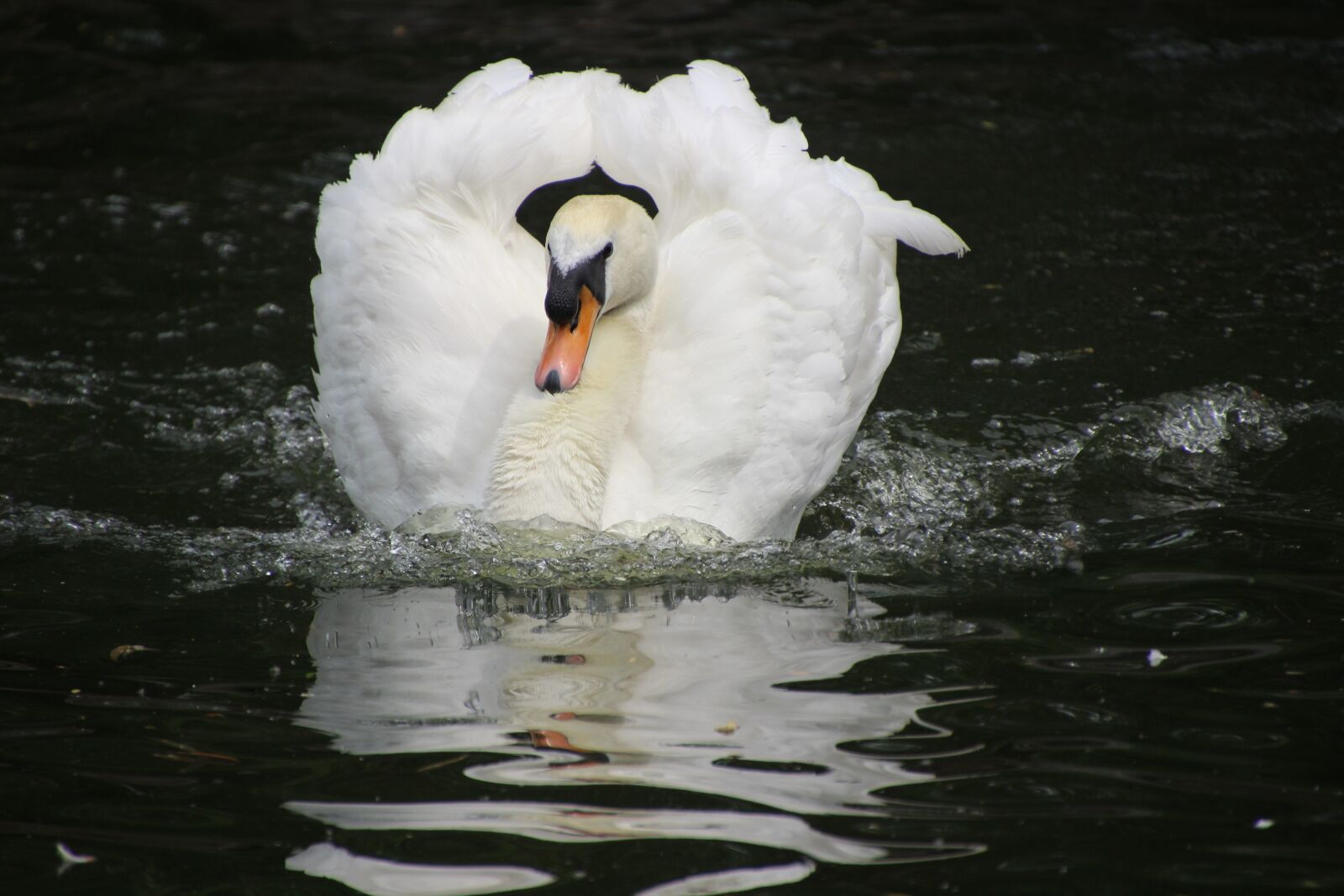 Canon EOS 600D (Rebel EOS T3i / EOS Kiss X5) sample photo. Bird, water bird, swan photography