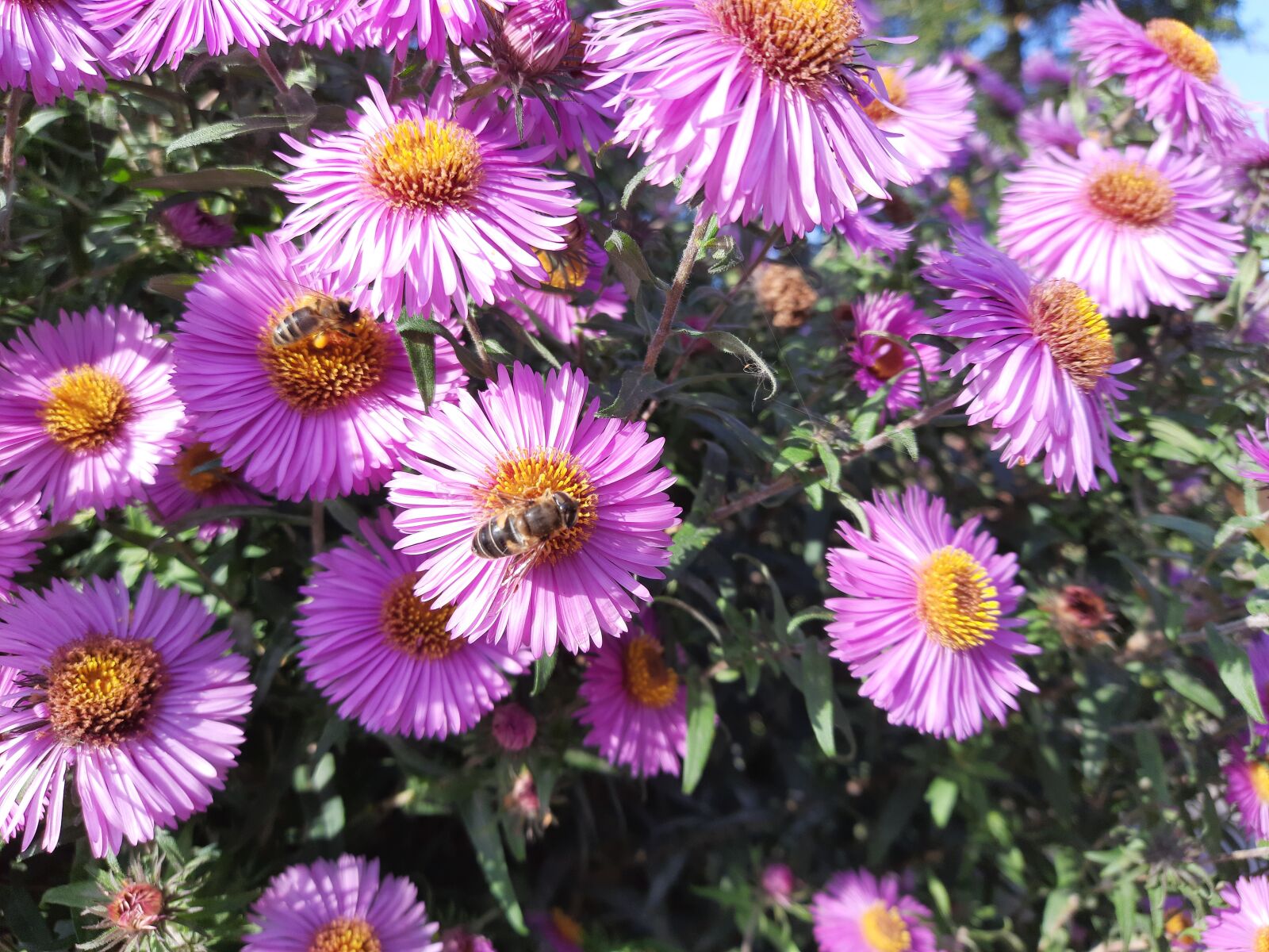 Samsung SM-M215F sample photo