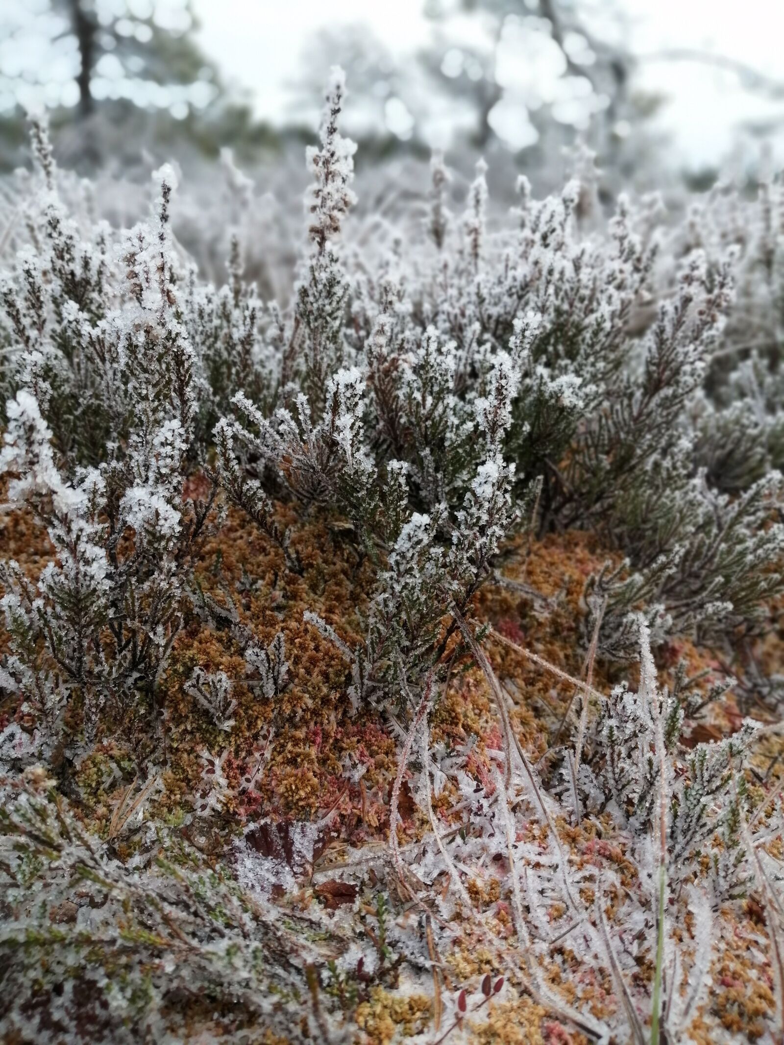 HUAWEI P SMART 2019 sample photo. Swamp, frost, winter photography