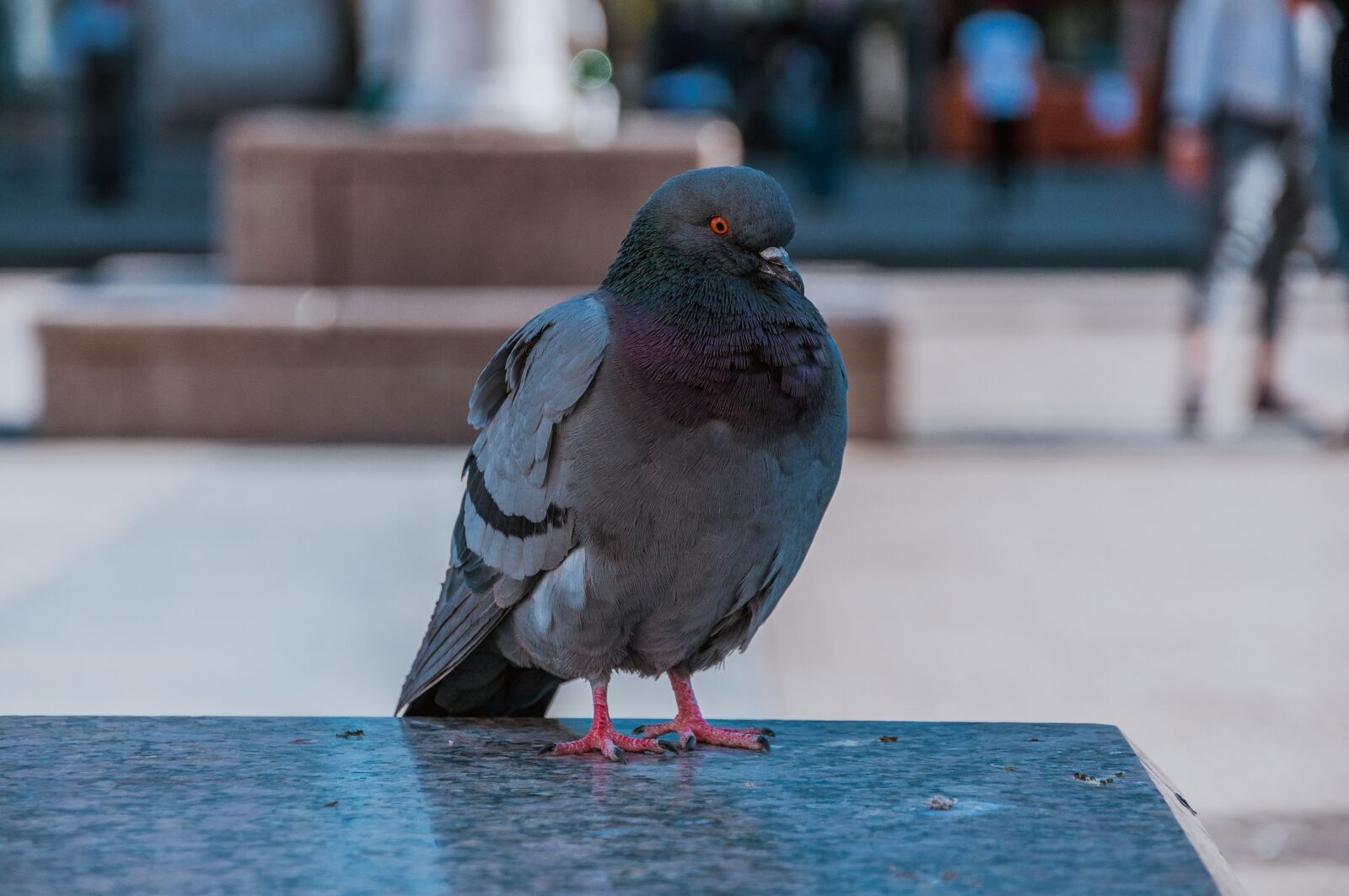 Nikon D90 sample photo. Pigeon, city, dove photography