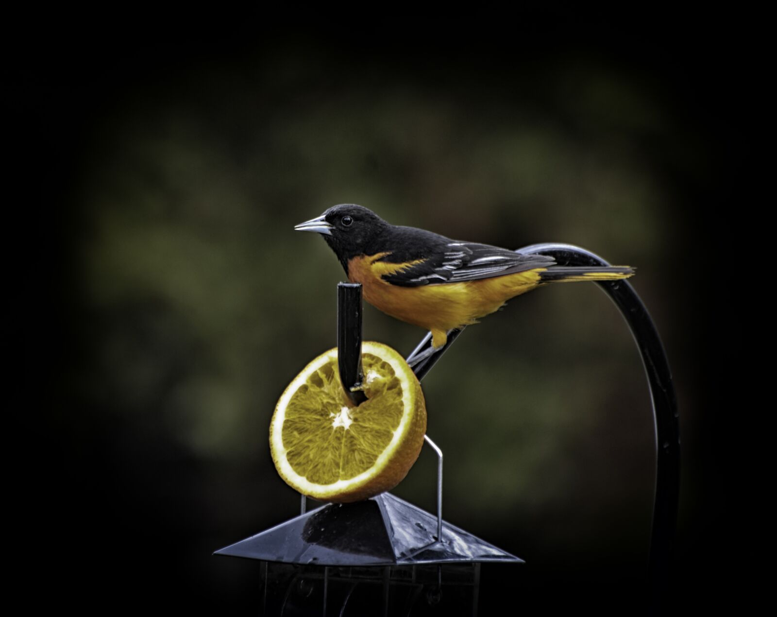Nikon D7000 sample photo. Beautiful bird, beauty shows photography