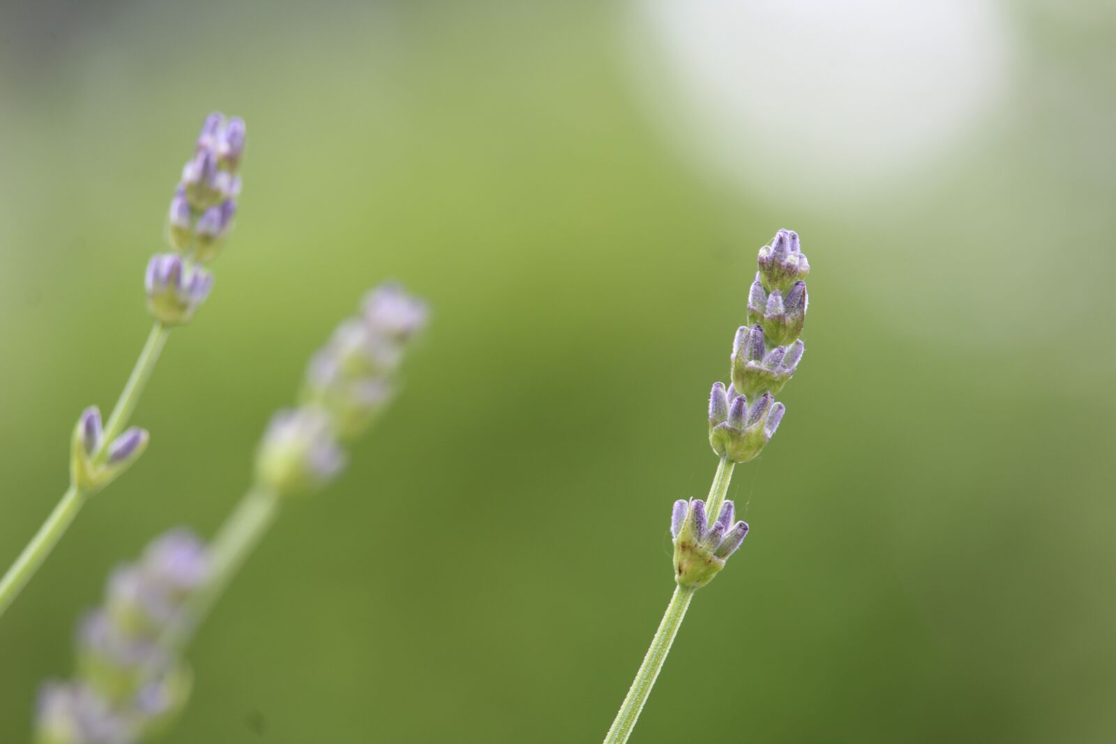 Canon EOS 1200D (EOS Rebel T5 / EOS Kiss X70 / EOS Hi) sample photo. Lavender, green, lavender flowers photography