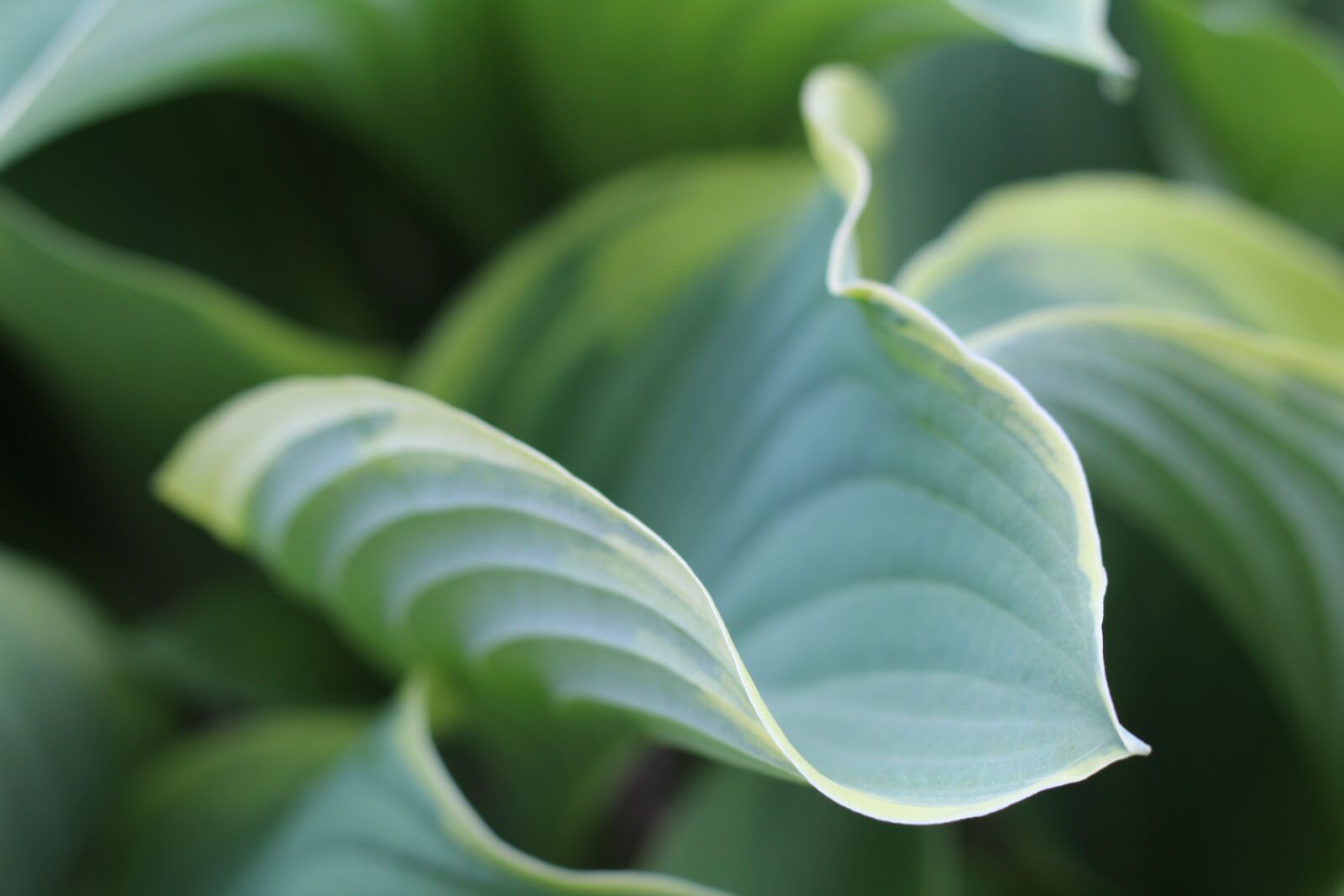 Canon EOS 1300D (EOS Rebel T6 / EOS Kiss X80) + Canon EF 50mm F1.8 STM sample photo. Hosta, hosta leaf, leaf photography