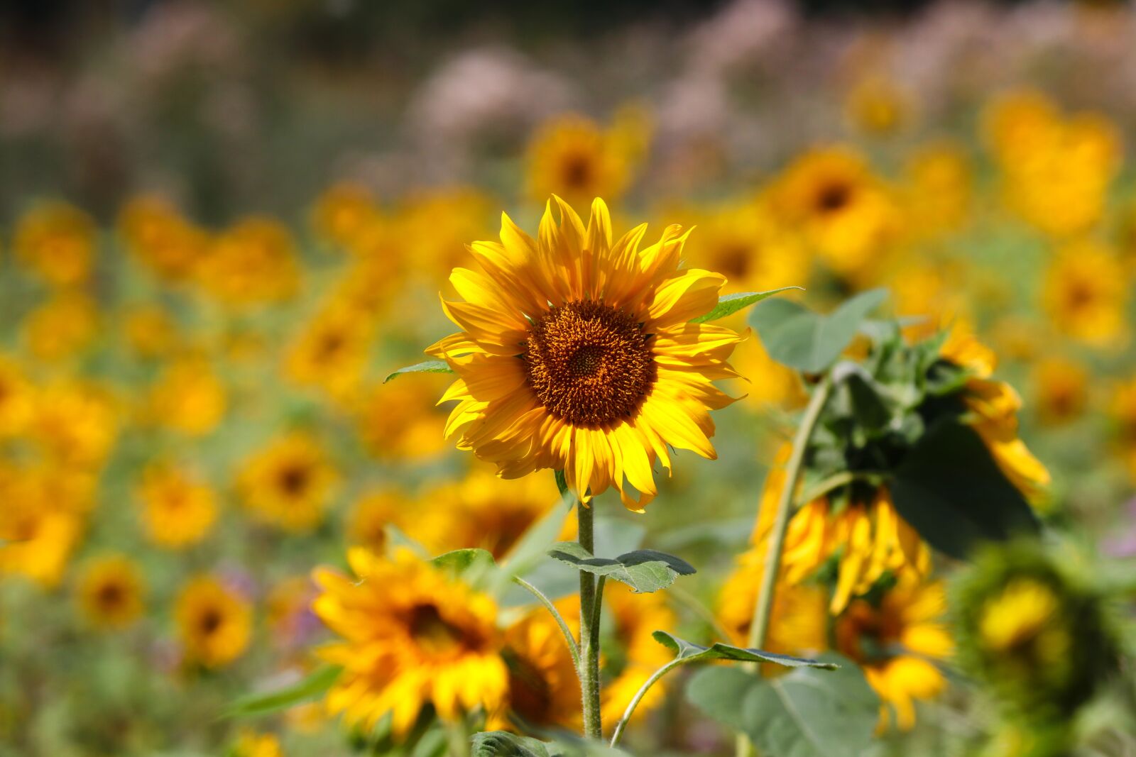 Canon EOS 200D (EOS Rebel SL2 / EOS Kiss X9) sample photo. Sunflower, wild, yellow photography