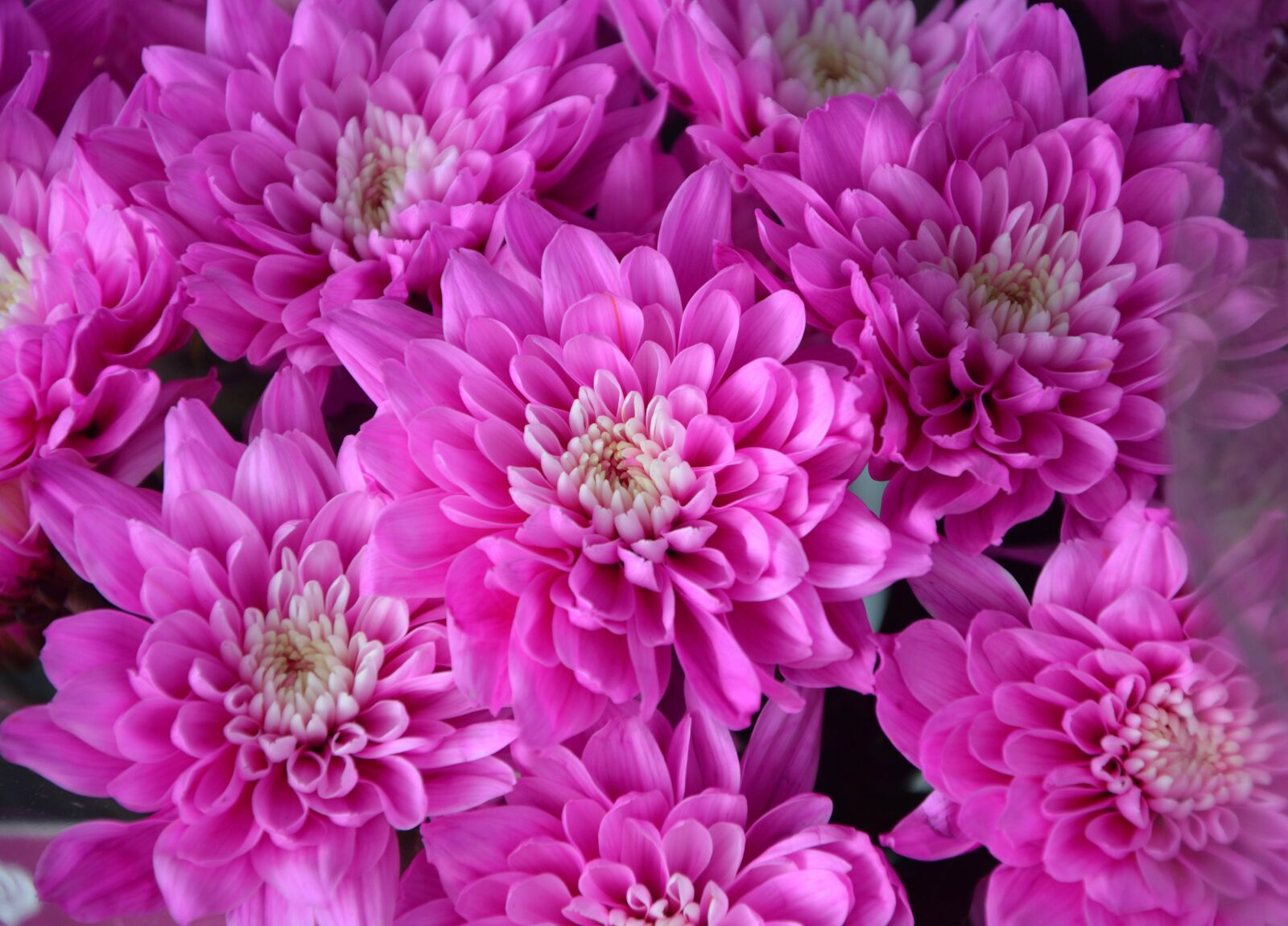 Nikon D5200 sample photo. Flower, flowers, bright pink photography