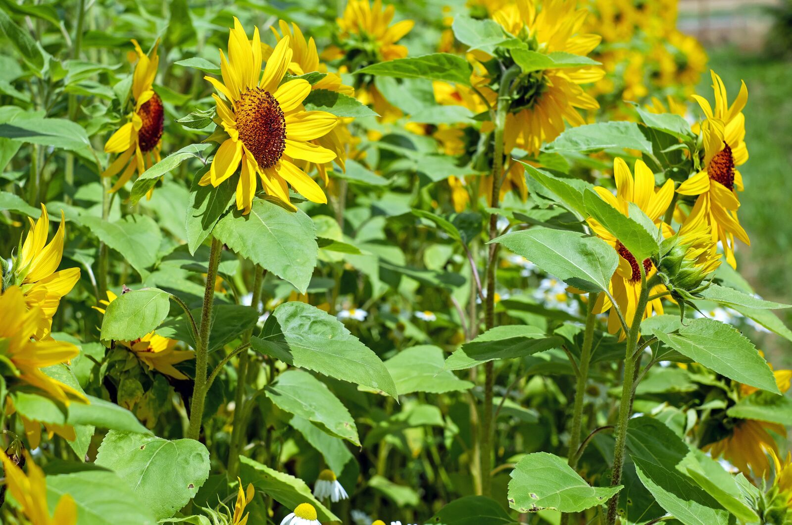 Fujifilm X-T10 + Fujifilm XF 35mm F1.4 R sample photo. Sunflower, flowers, bloom photography