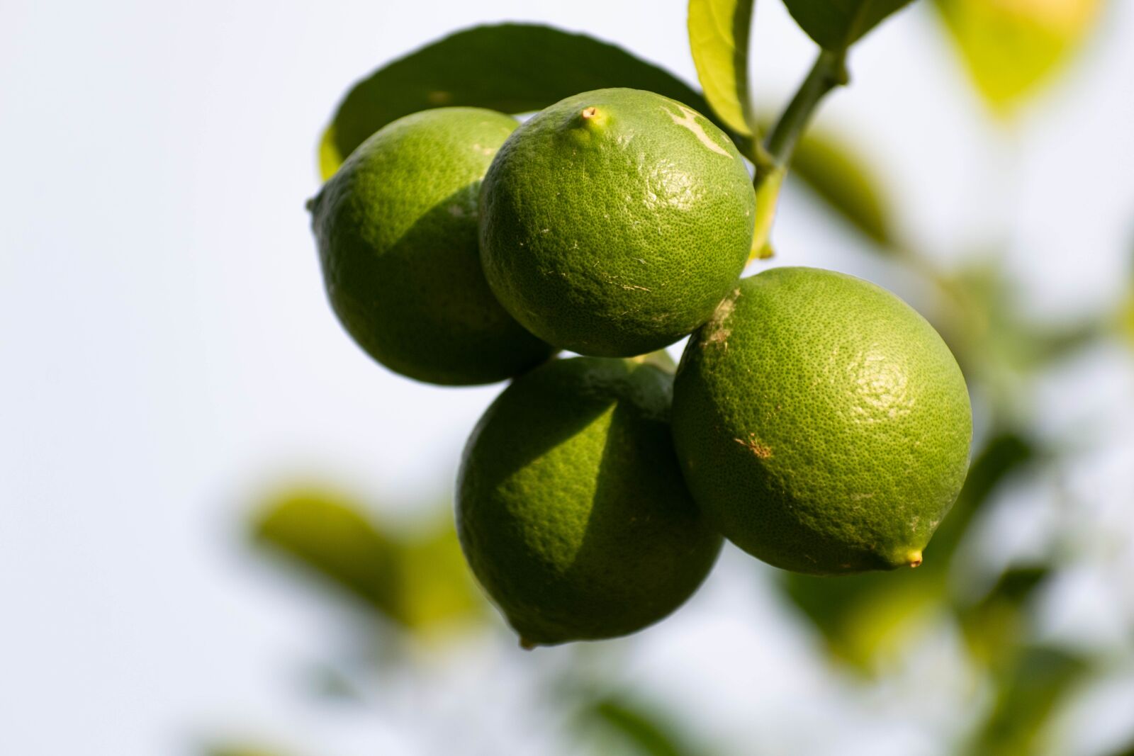 Nikon D3300 sample photo. Citrus food, lemon, lime photography