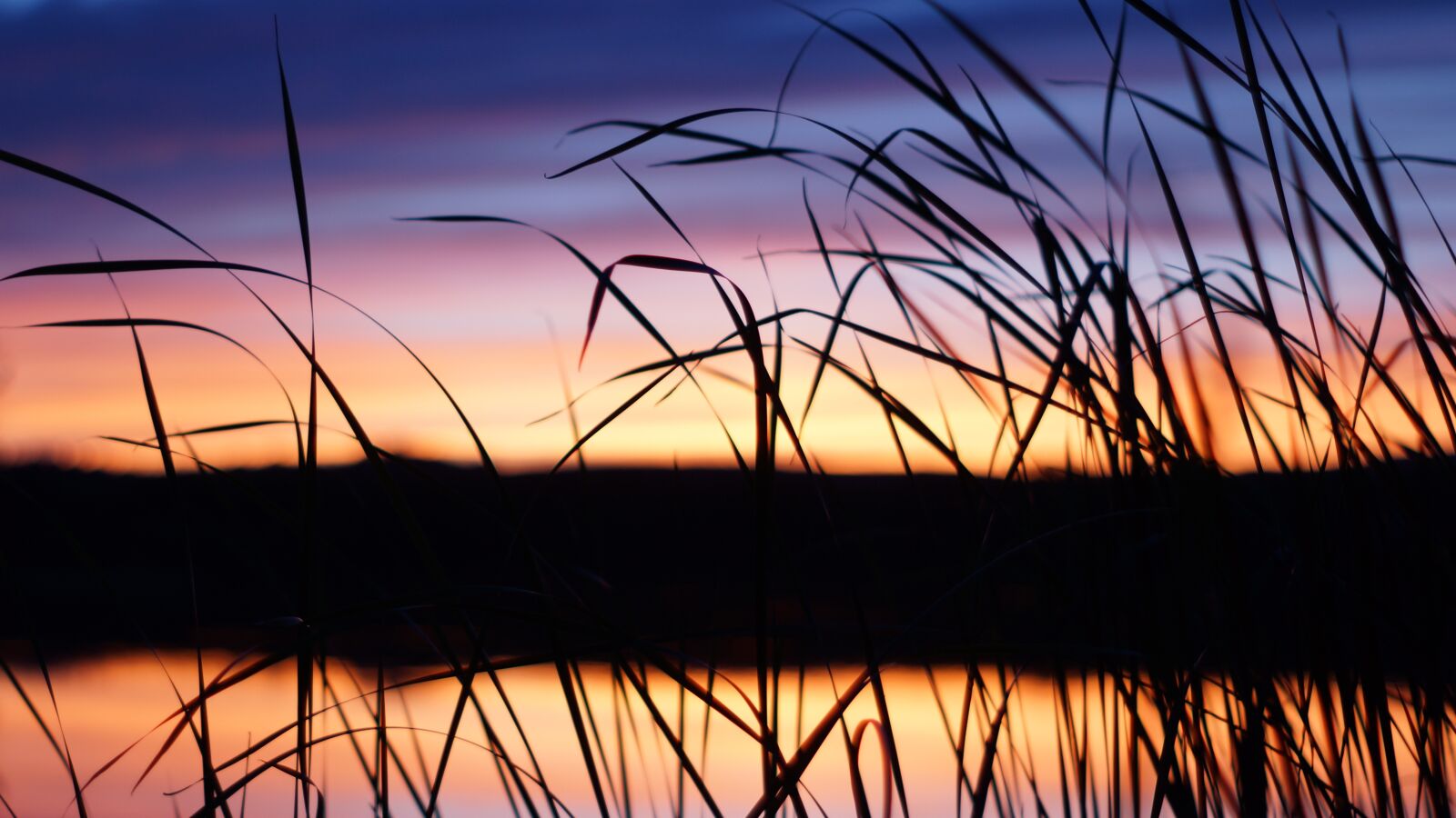 Sony SLT-A65 (SLT-A65V) sample photo. Lake, grass, sunset photography