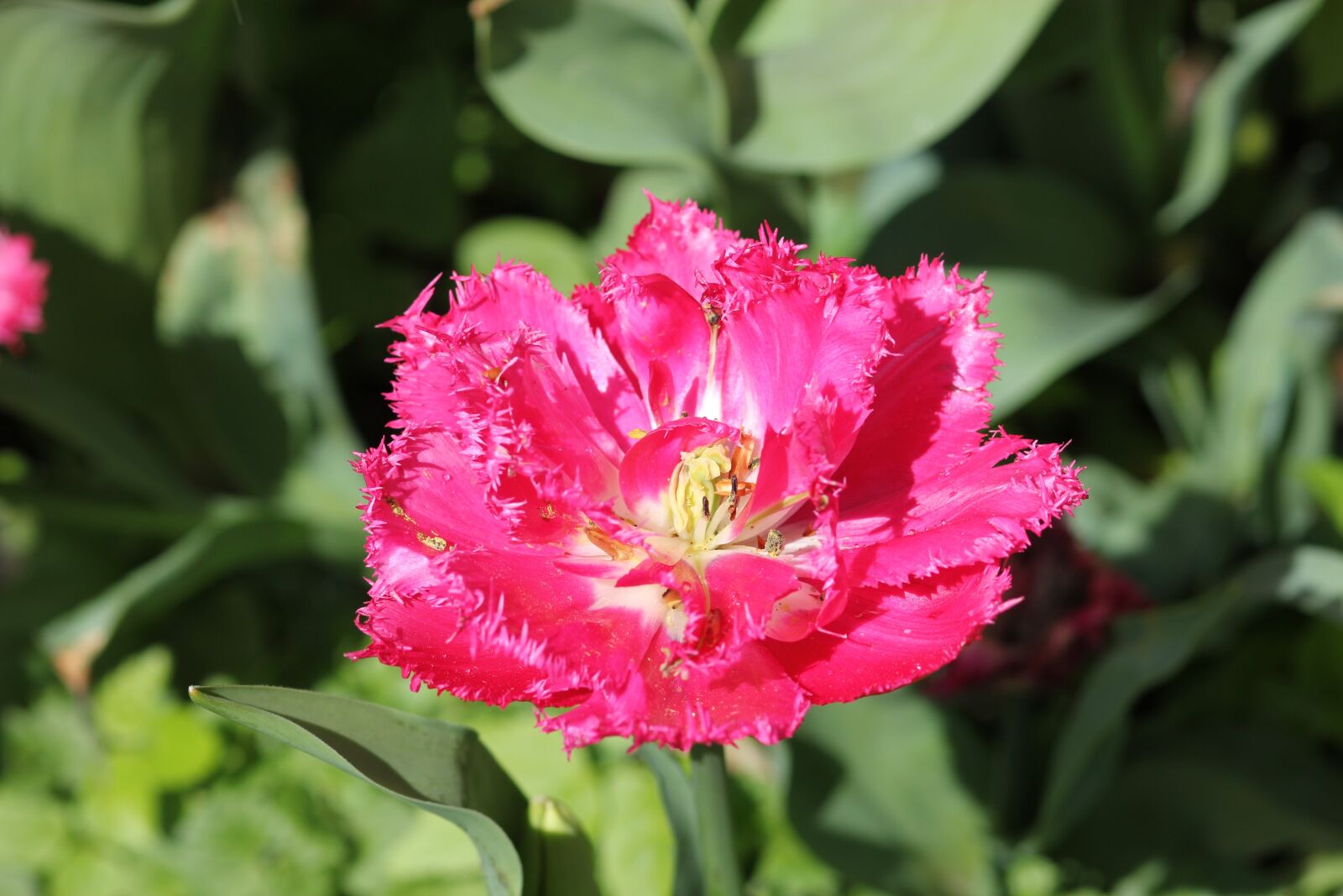Canon EOS 550D (EOS Rebel T2i / EOS Kiss X4) sample photo. Tulip, floralia, flower photography