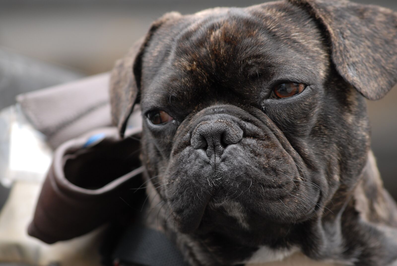 Nikon D200 sample photo. Dog, pug, cute photography