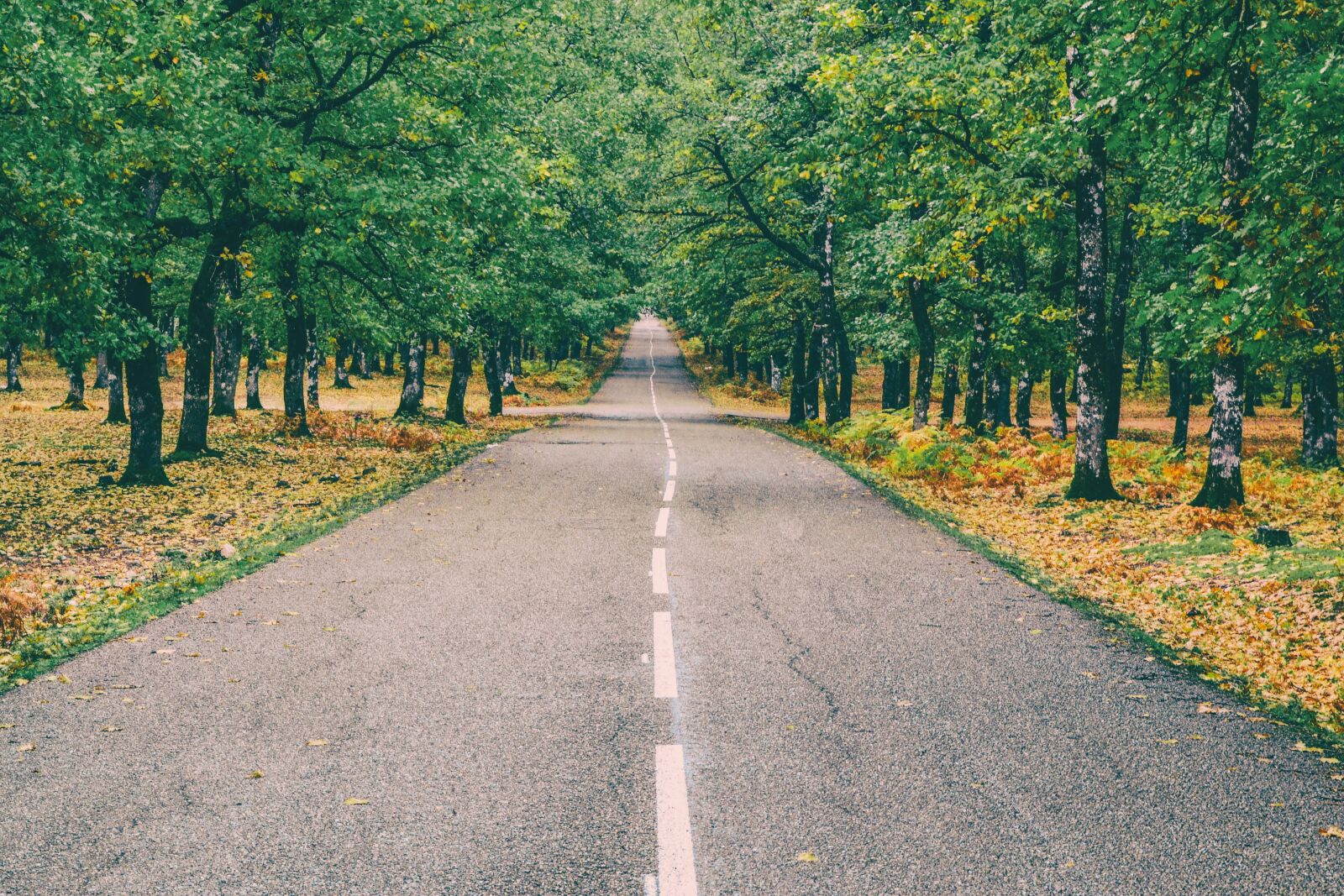 Nikon D3100 sample photo. Road, forest, autumn photography