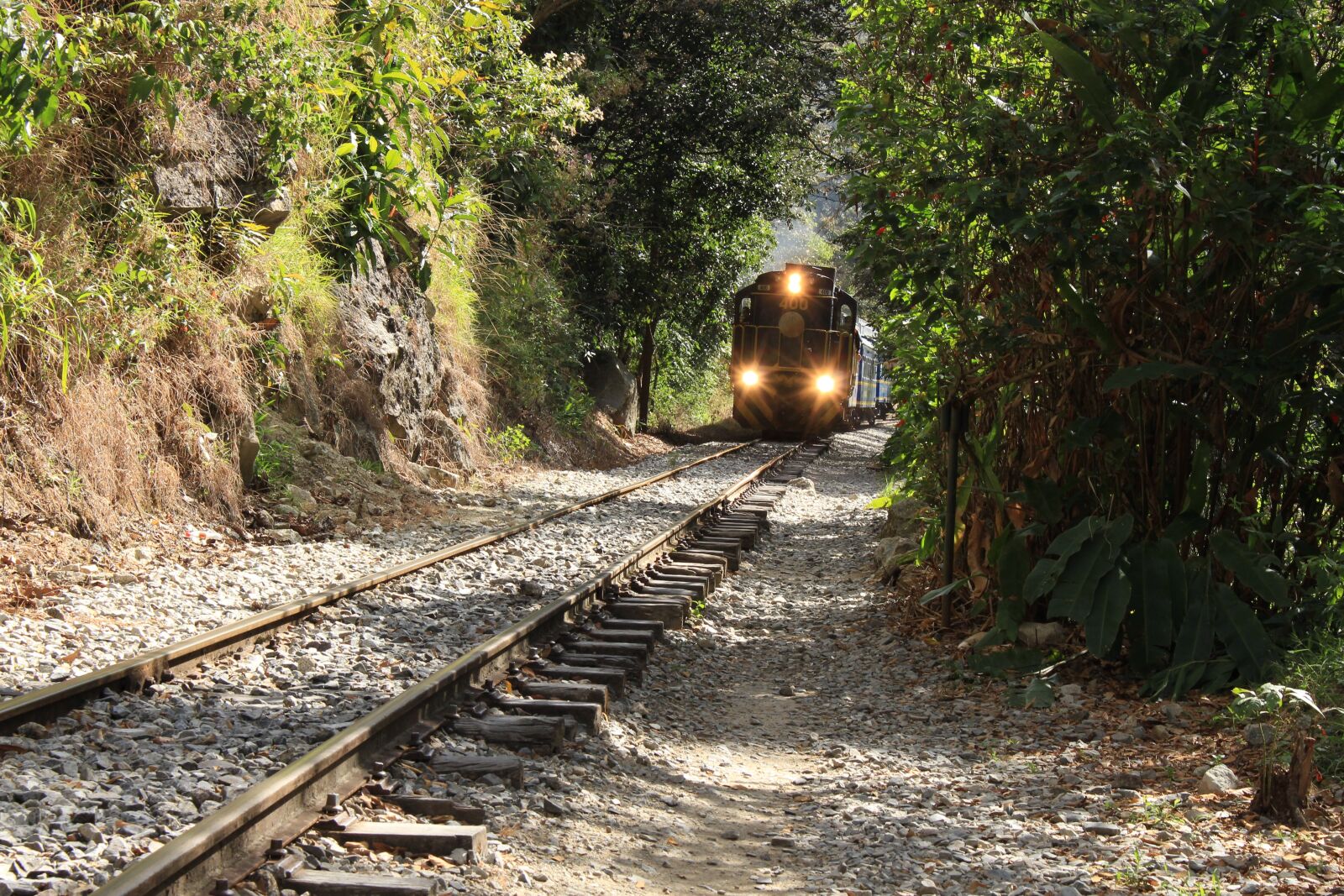 Canon EOS 700D (EOS Rebel T5i / EOS Kiss X7i) sample photo. Train, jungle, rails photography