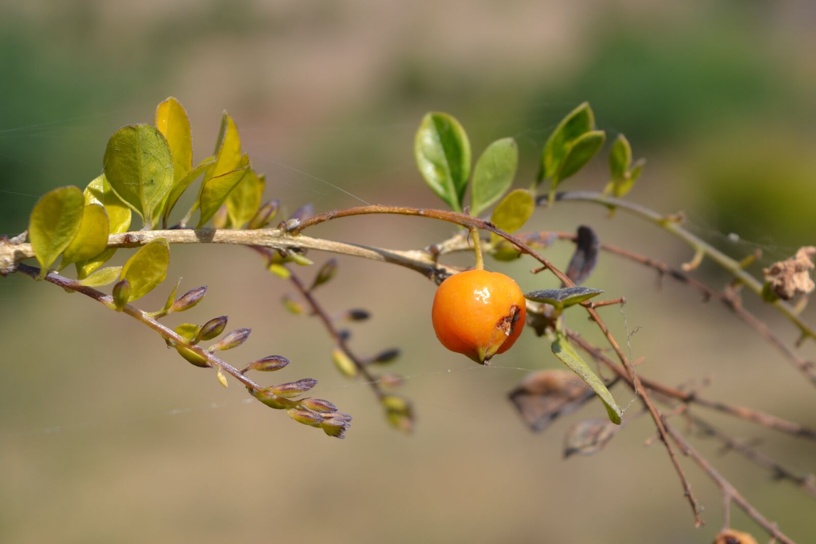 Nikon D3100 sample photo. Beautifull, garden, plant photography