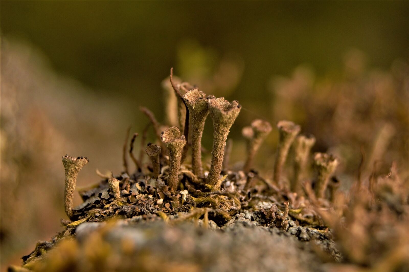 Nikon D3200 sample photo. Trumpet lichen, lichen, caldonia photography