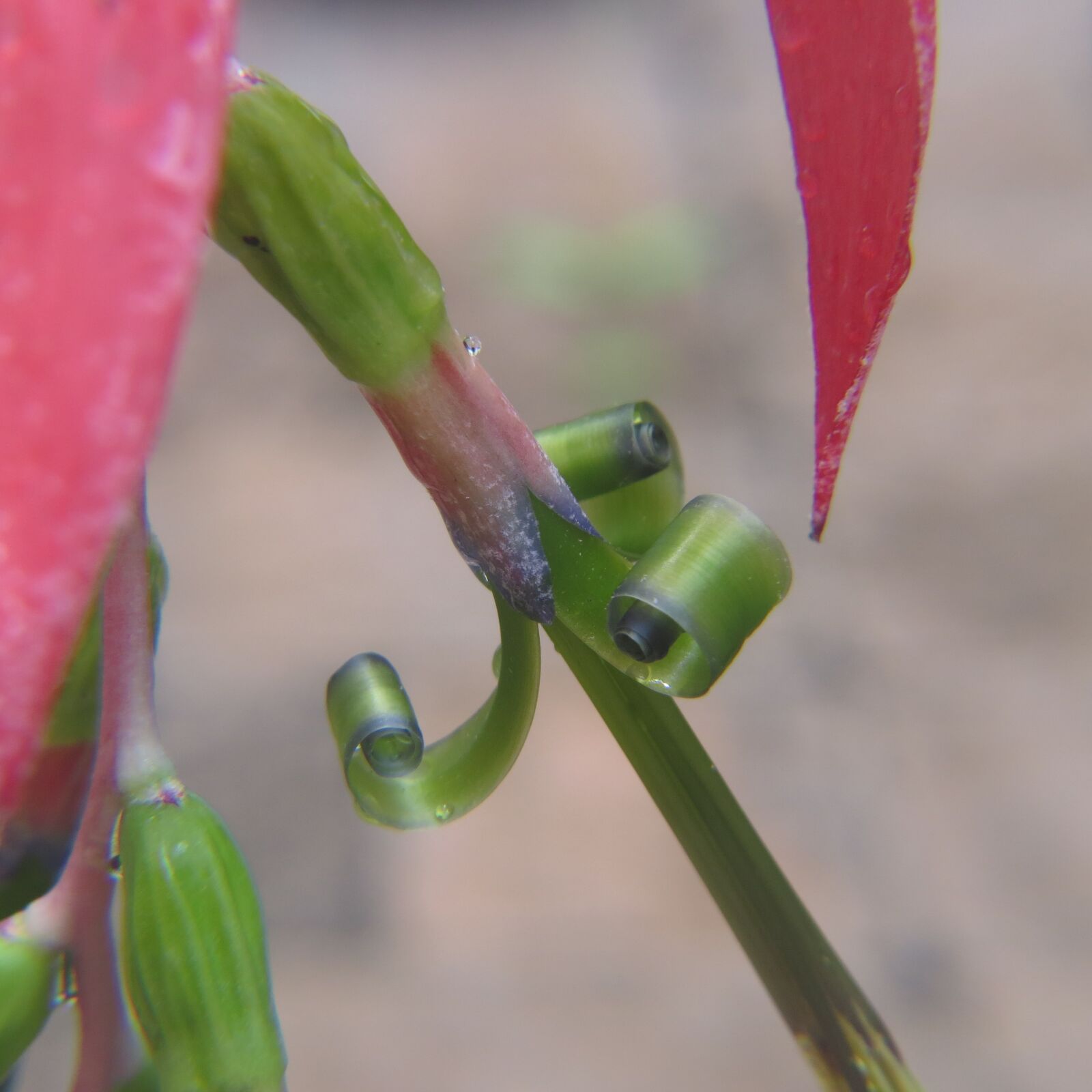 Canon PowerShot SX50 HS sample photo. Macro, succulent, cactus photography