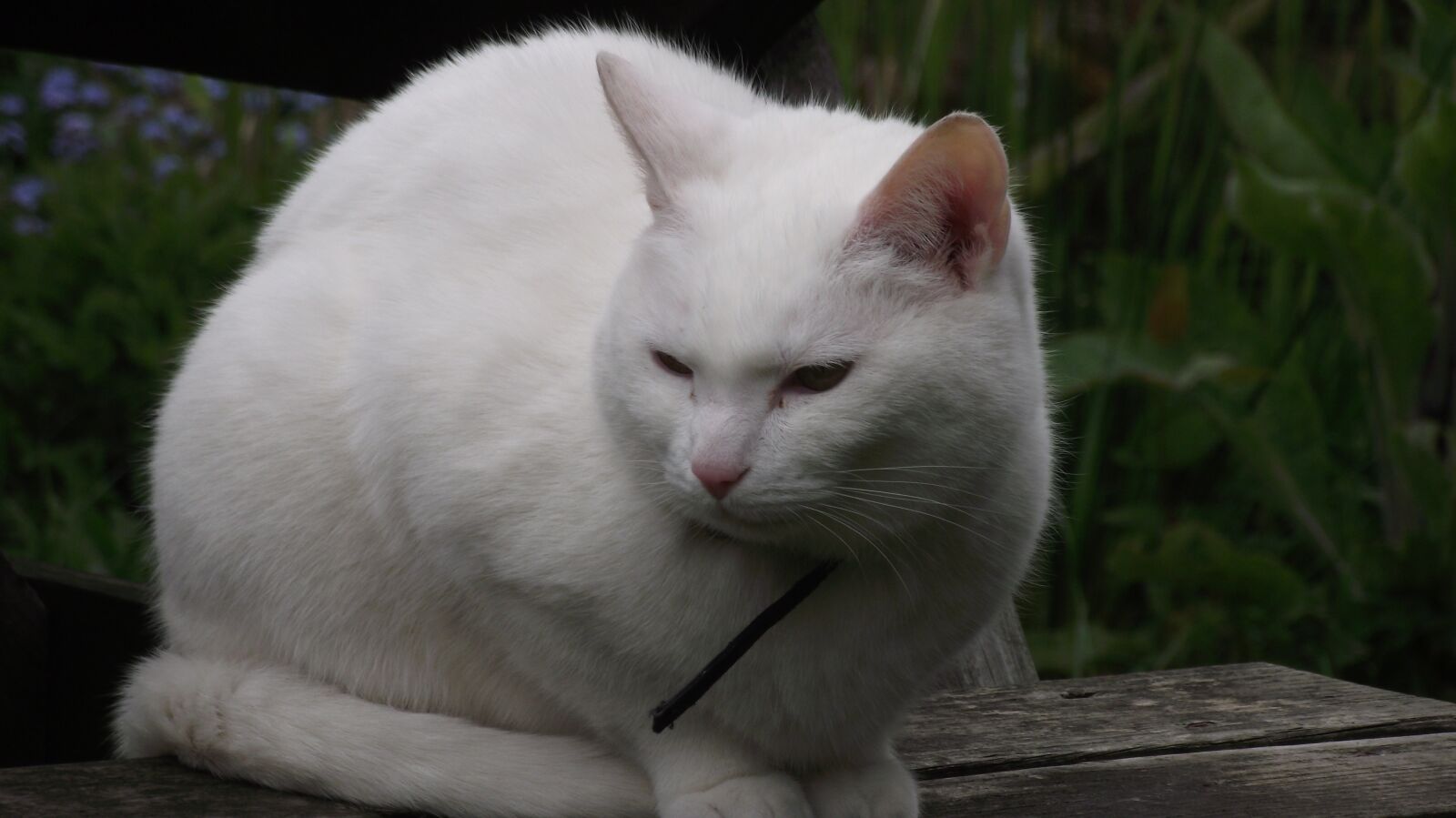Fujifilm FinePix S1700 sample photo. Cat, feline, white photography
