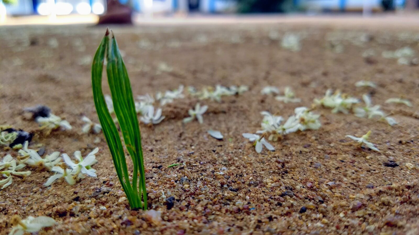 Motorola Moto G (5) Plus sample photo. Nature, soil, outdoors photography