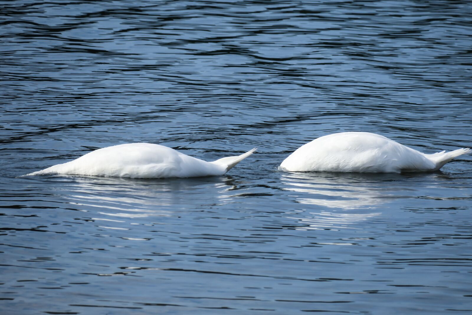 Canon PowerShot G3 X sample photo. Swan, beams, diving photography