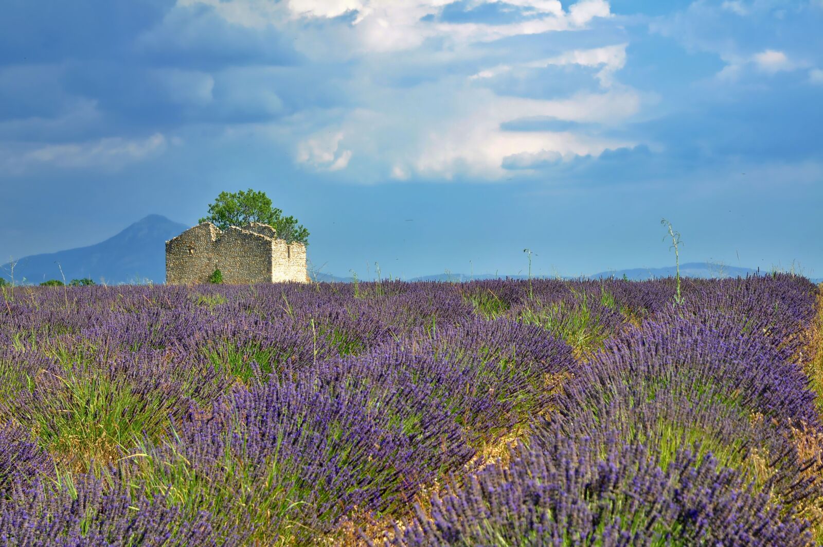 Nikon D90 sample photo. Nature, landscape, lavender photography