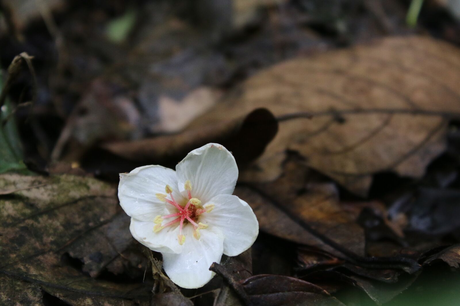 Canon EOS 70D sample photo. Flower, page, white flowers photography