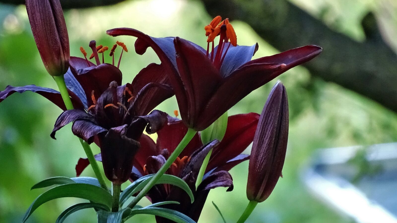Sony Cyber-shot DSC-HX400V sample photo. Flowers, lilies, lily photography