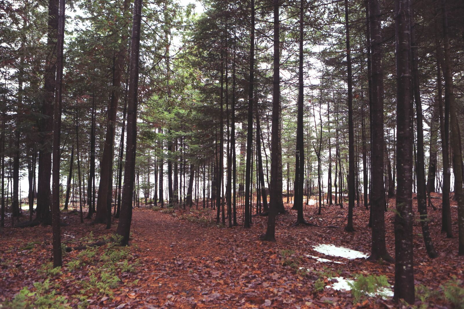 Canon EF 24-70mm F2.8L USM sample photo. Forest, trees, woods photography