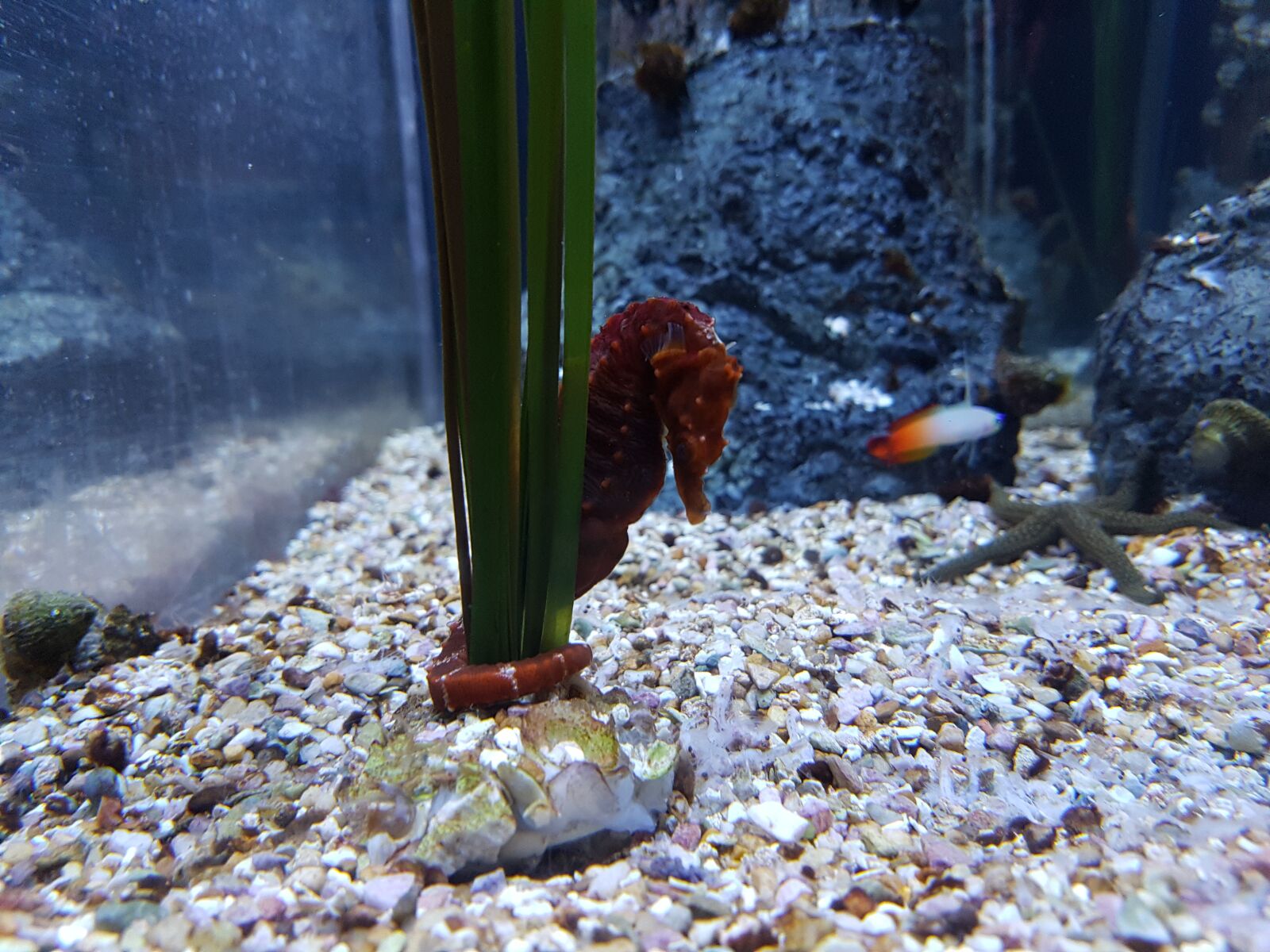 Samsung Galaxy S7 Edge sample photo. Seahorse, aquarium, underwater photography