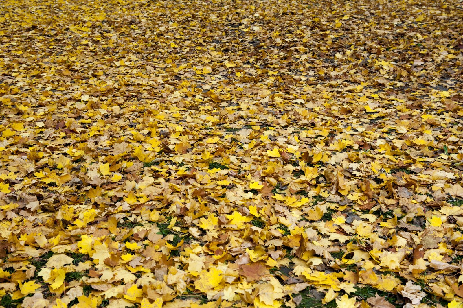 Nikon D700 sample photo. Leaves, fallen, autumn photography