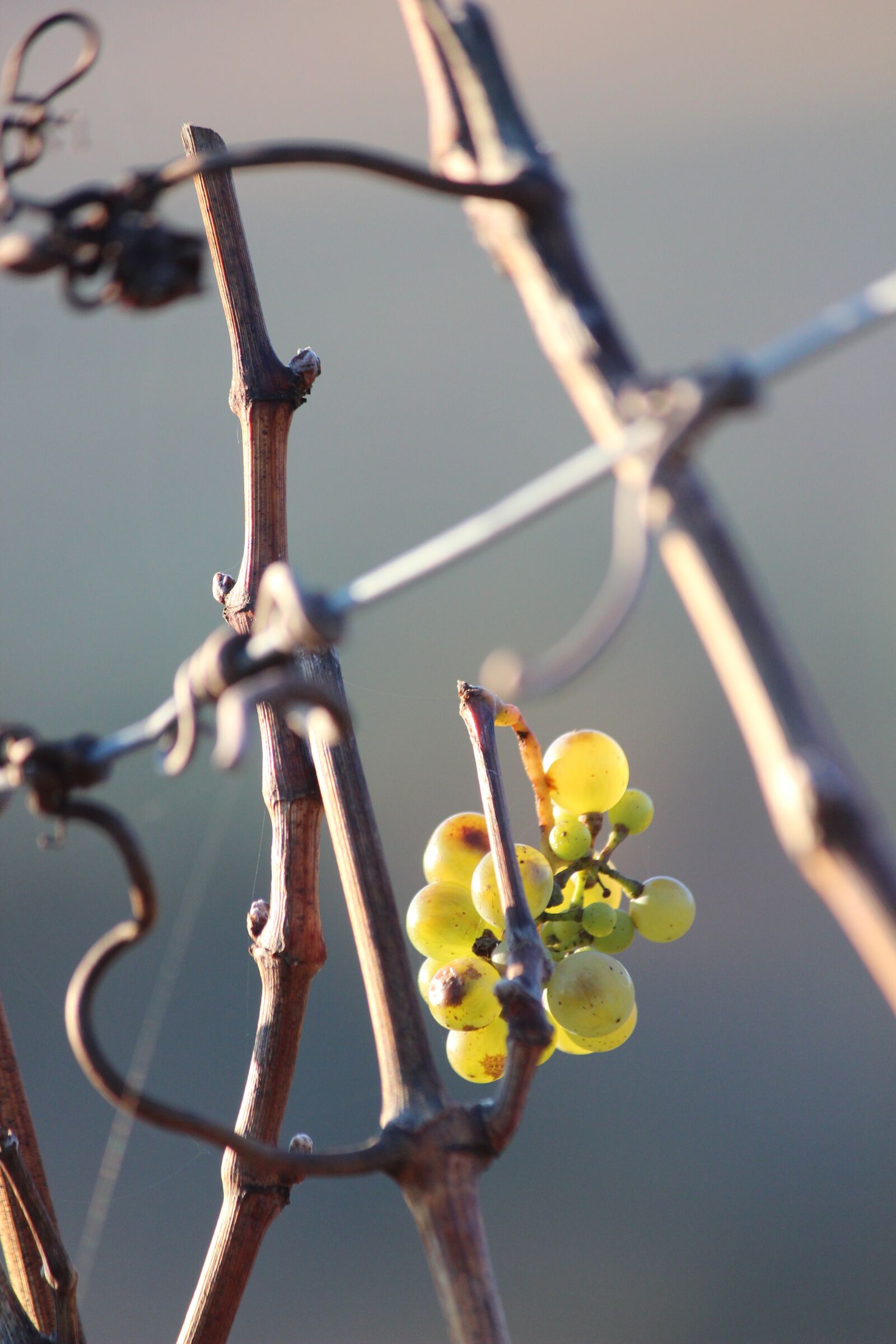 Canon EOS 600D (Rebel EOS T3i / EOS Kiss X5) + Canon EF-S 55-250mm F4-5.6 IS sample photo. Wine, vine, grapevine photography