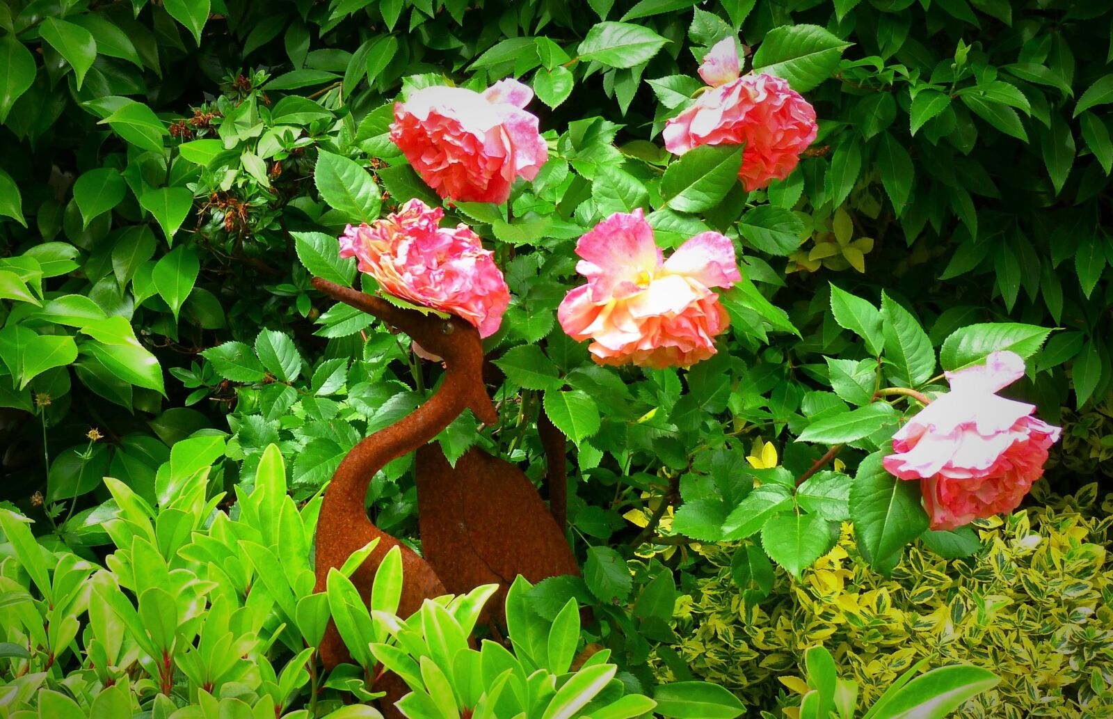 Panasonic Lumix DMC-FZ40 (Lumix DMC-FZ45) sample photo. Garden, autumn, roses photography