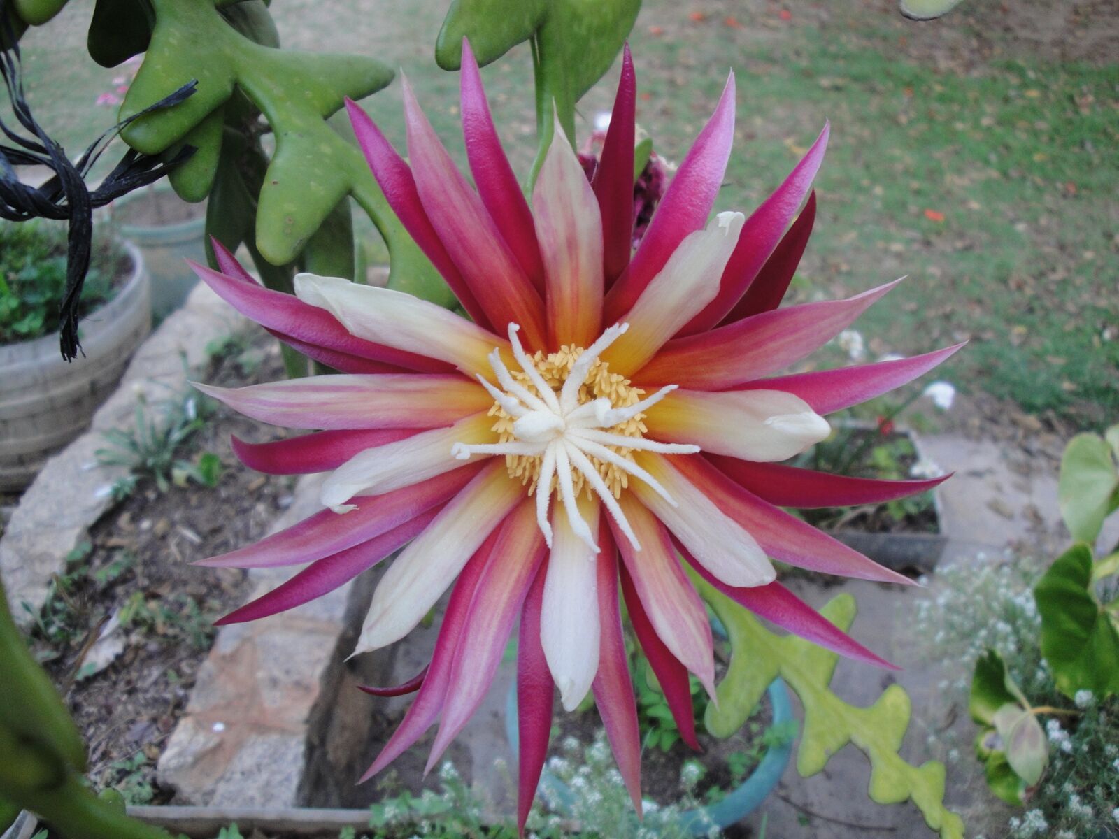 Sony Cyber-shot DSC-W290 sample photo. Bloom, cactus, flower photography