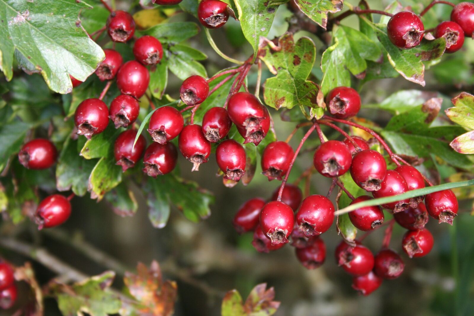Canon EOS 350D (EOS Digital Rebel XT / EOS Kiss Digital N) sample photo. Hawthorn, berries, red photography