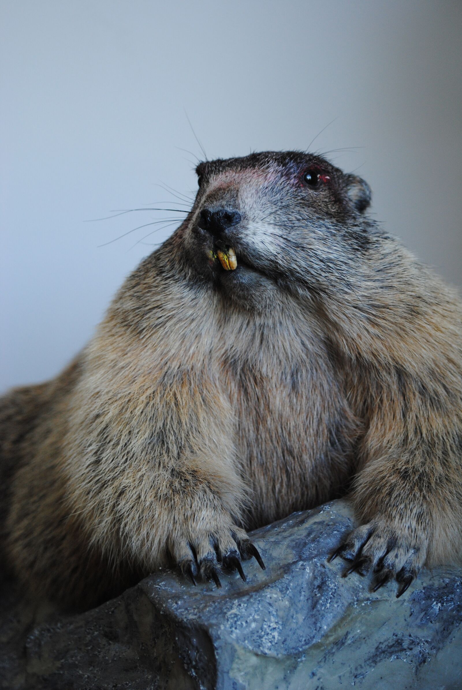 Nikon D3000 sample photo. Marmot, stuffed, old photography